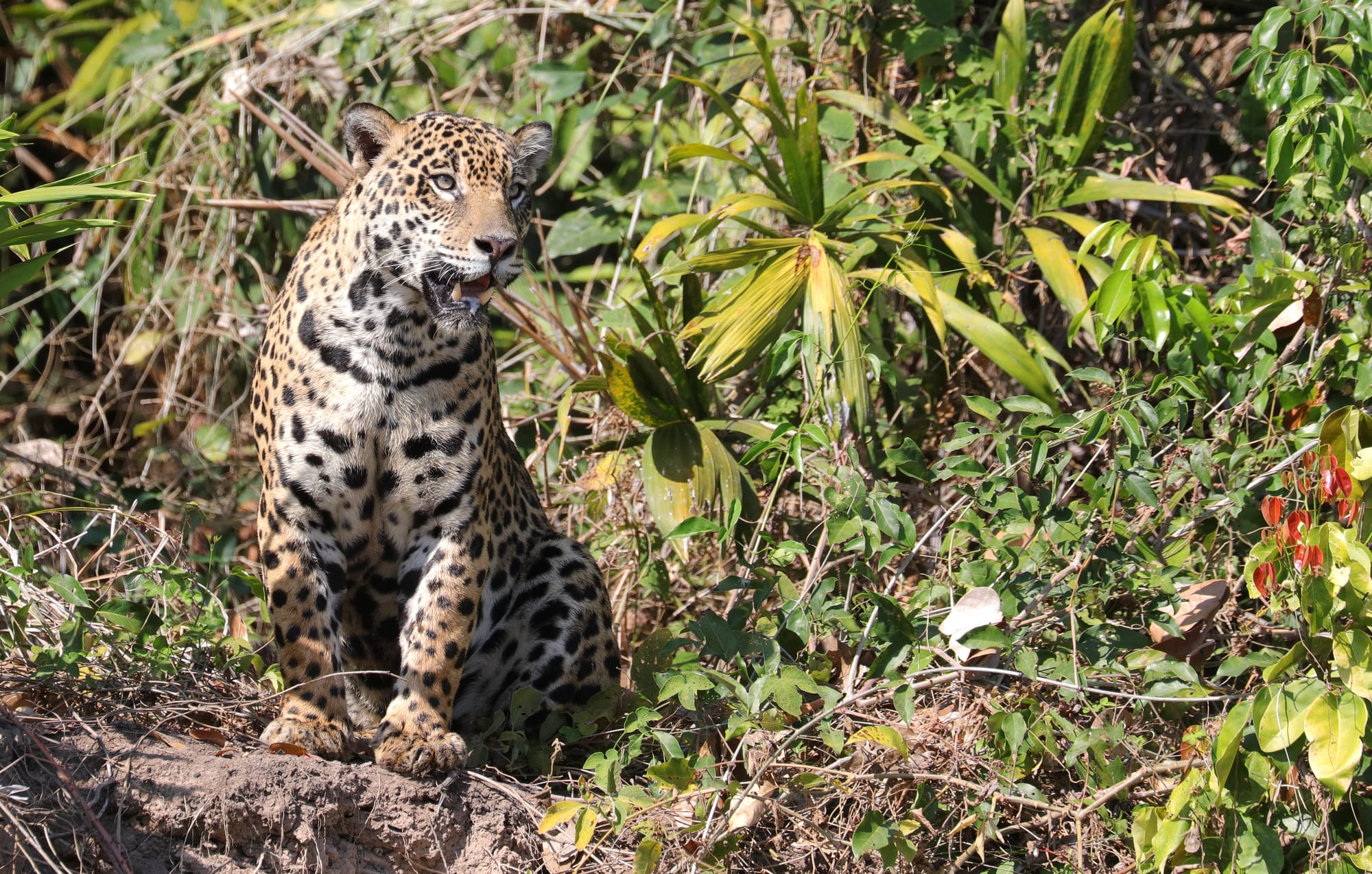 Female Jaguar - Parque Estadual Encontro das Águas - Pantanal - Mato Grosso