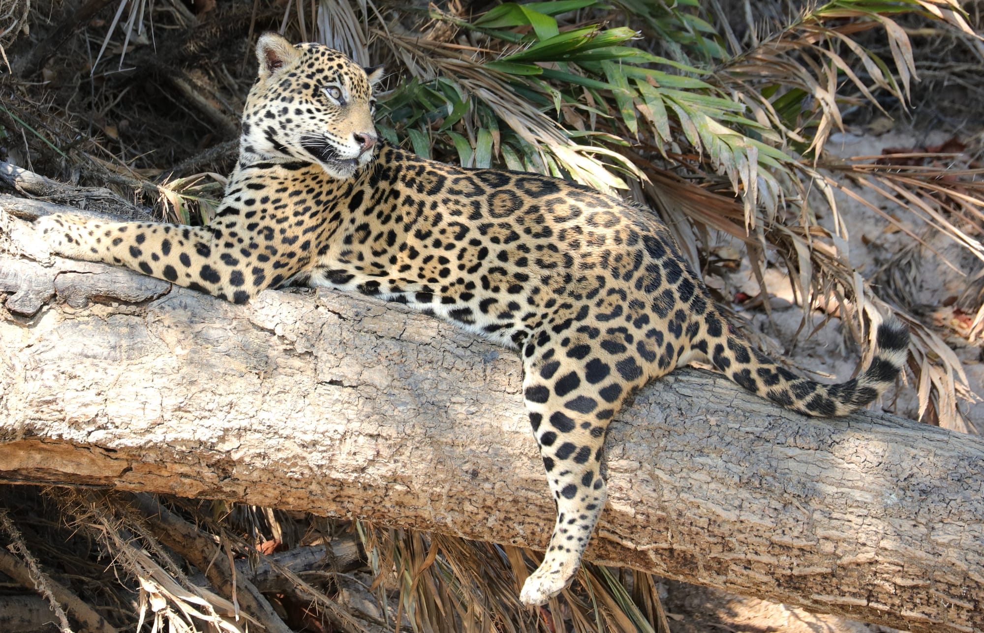 Female Jaguar - Parque Estadual Encontro das Águas - Pantanal - Mato Grosso