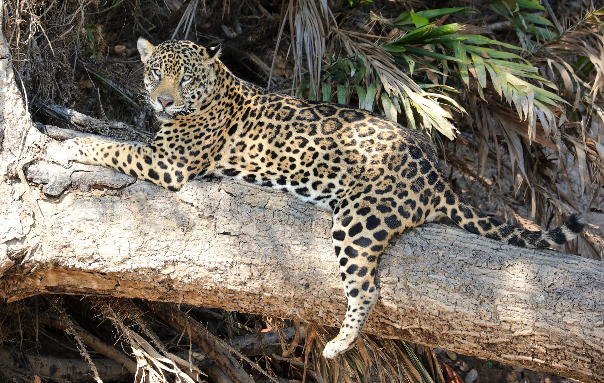 Female Jaguar - Parque Estadual Encontro das Águas - Pantanal - Mato Grosso