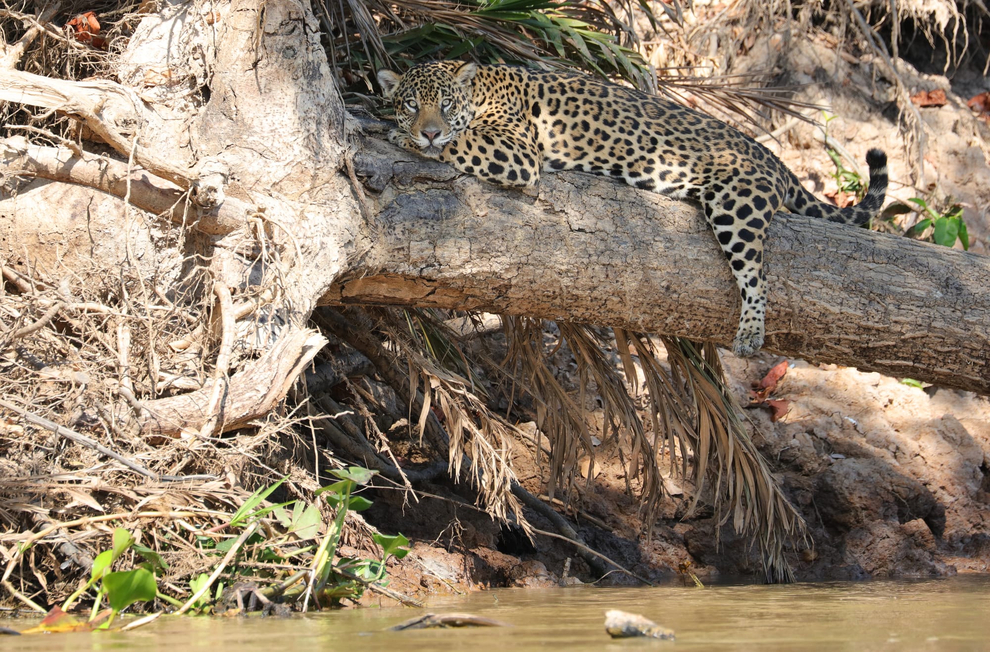 Female Jaguar - Parque Estadual Encontro das Águas - Pantanal - Mato Grosso