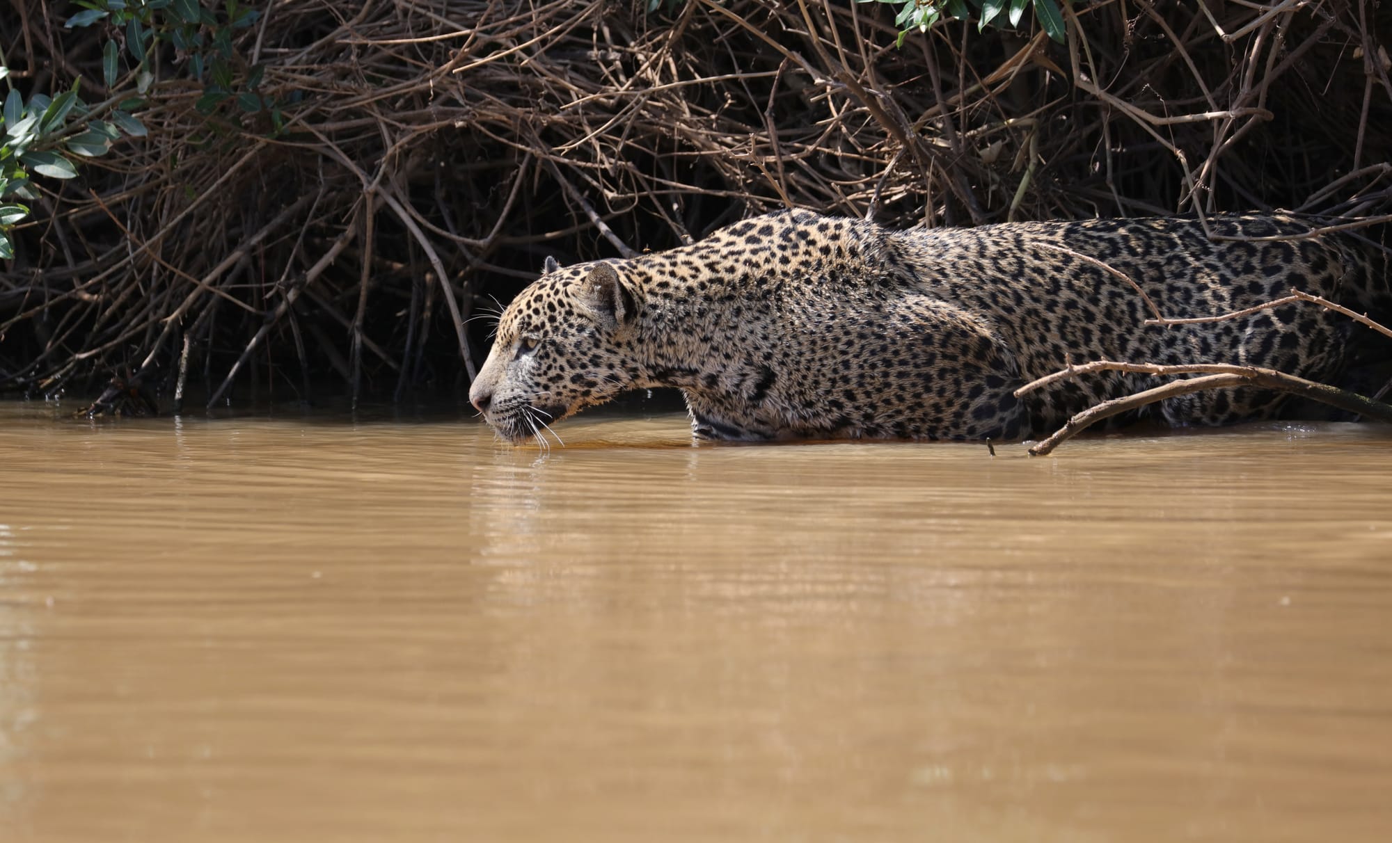 Female Jaguar - Parque Estadual Encontro das Águas - Pantanal - Mato Grosso