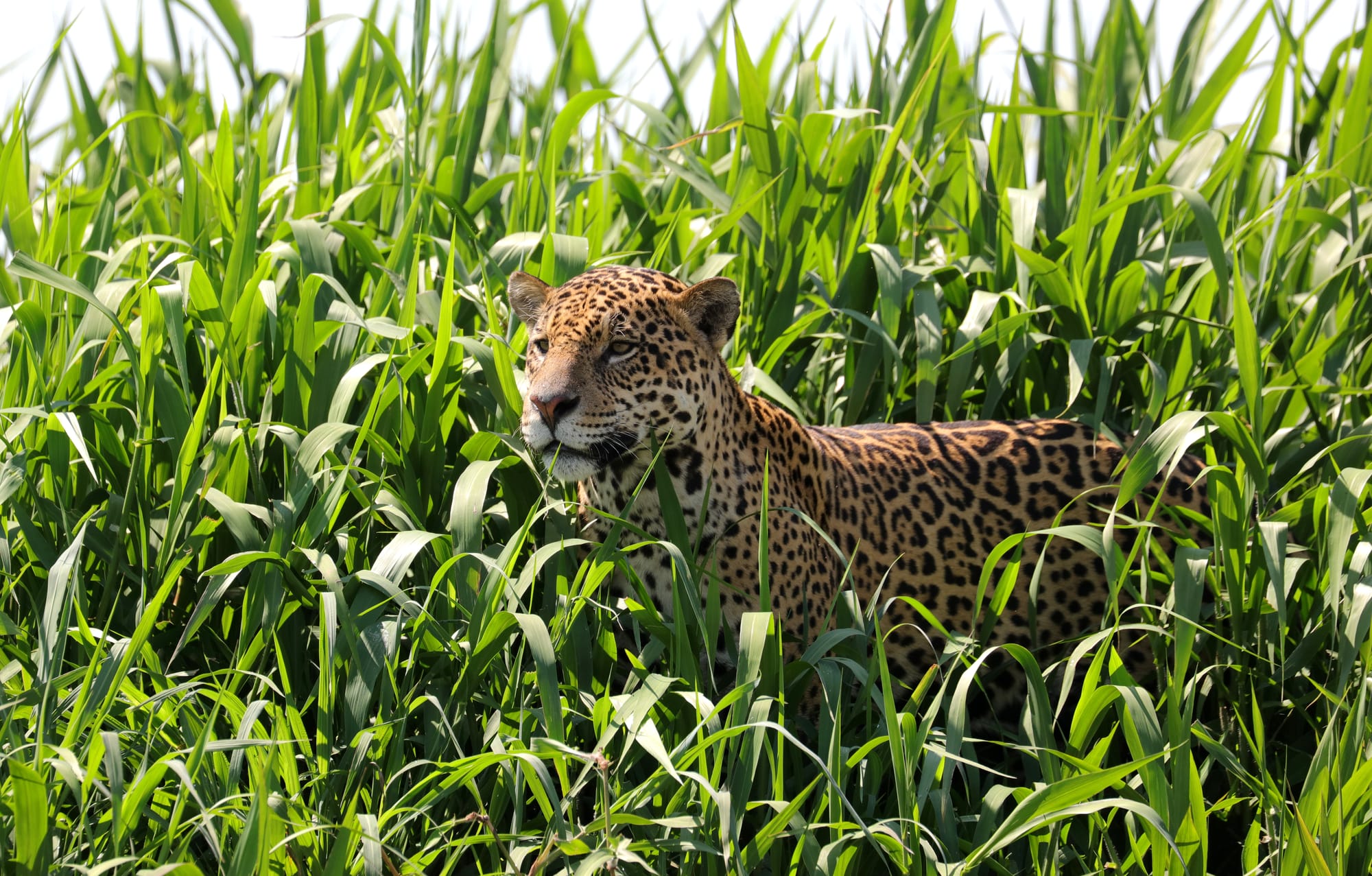 Male Jaguar - Parque Estadual Encontro das Águas - Pantanal - Mato Grosso