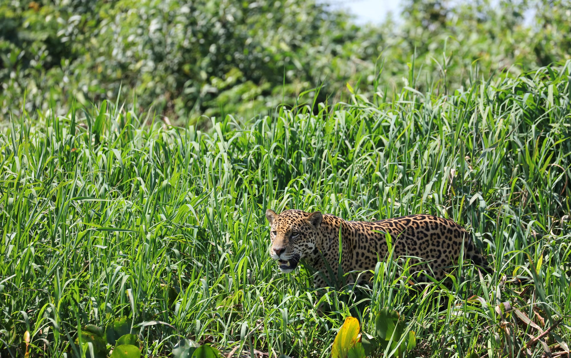 Male Jaguar - Parque Estadual Encontro das Águas - Pantanal - Mato Grosso