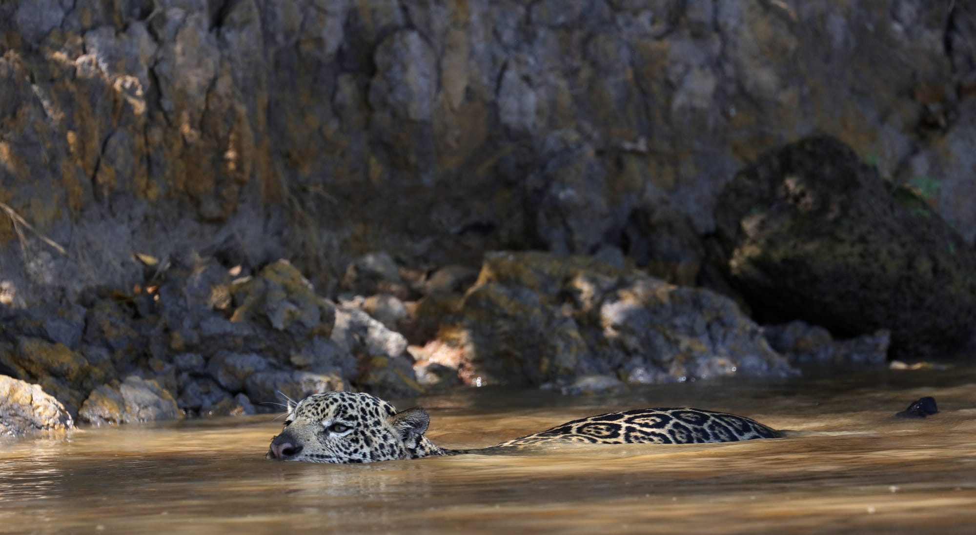 Female Jaguar - Parque Estadual Encontro das Águas - Pantanal - Mato Grosso