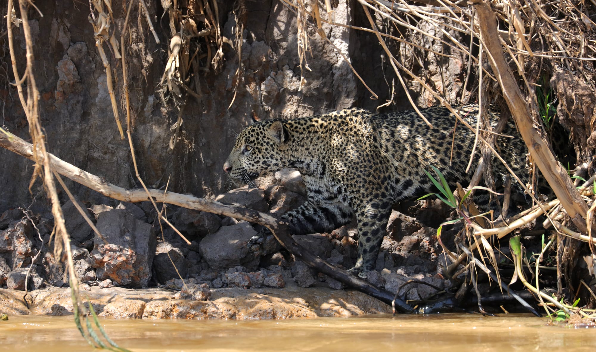 Female Jaguar - Parque Estadual Encontro das Águas - Pantanal - Mato Grosso