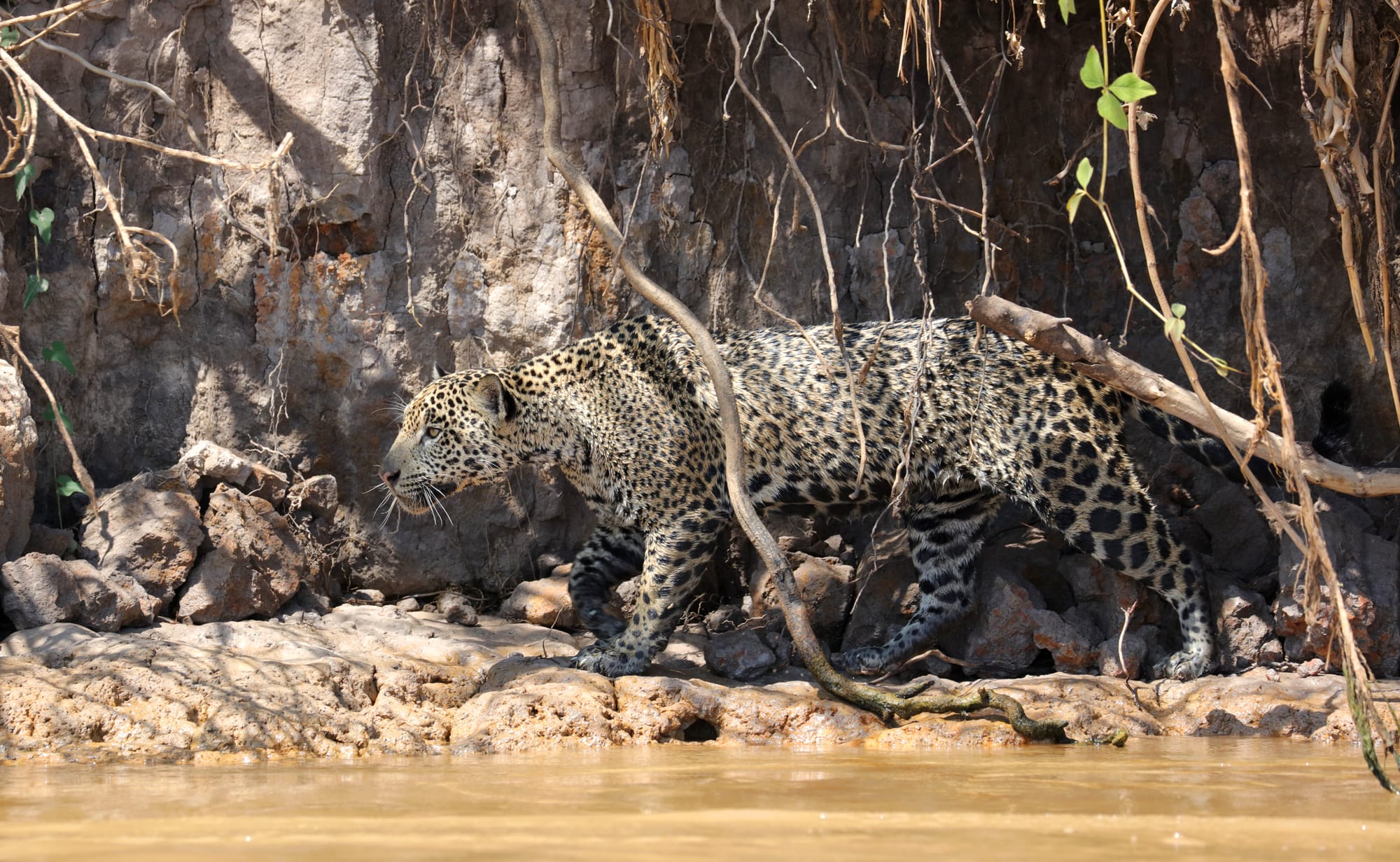 Female Jaguar - Parque Estadual Encontro das Águas - Pantanal - Mato Grosso