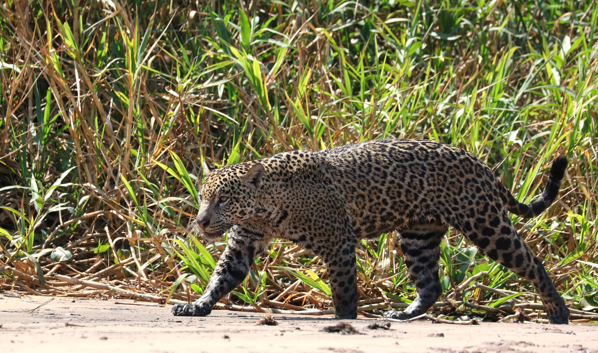 Female Jaguar - Parque Estadual Encontro das Águas - Pantanal - Mato Grosso