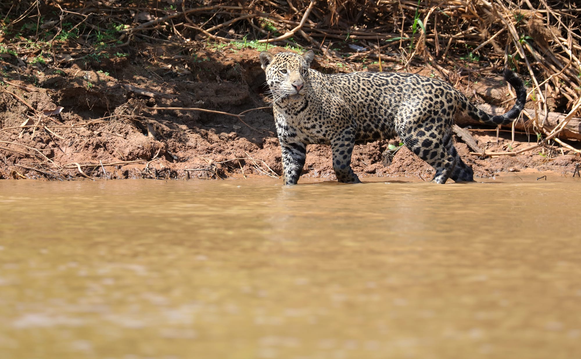 Female Jaguar - Parque Estadual Encontro das Águas - Pantanal - Mato Grosso
