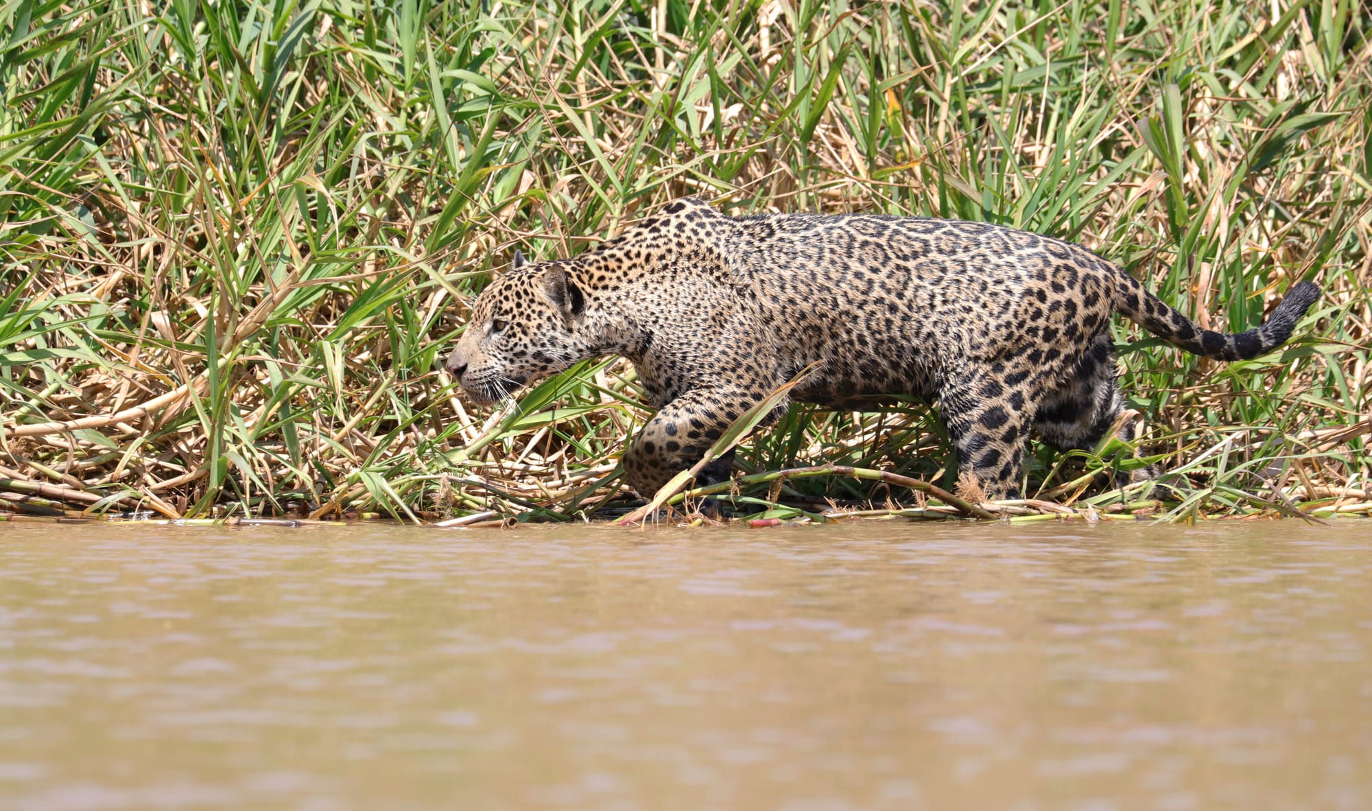 Female Jaguar - Parque Estadual Encontro das Águas - Pantanal - Mato Grosso