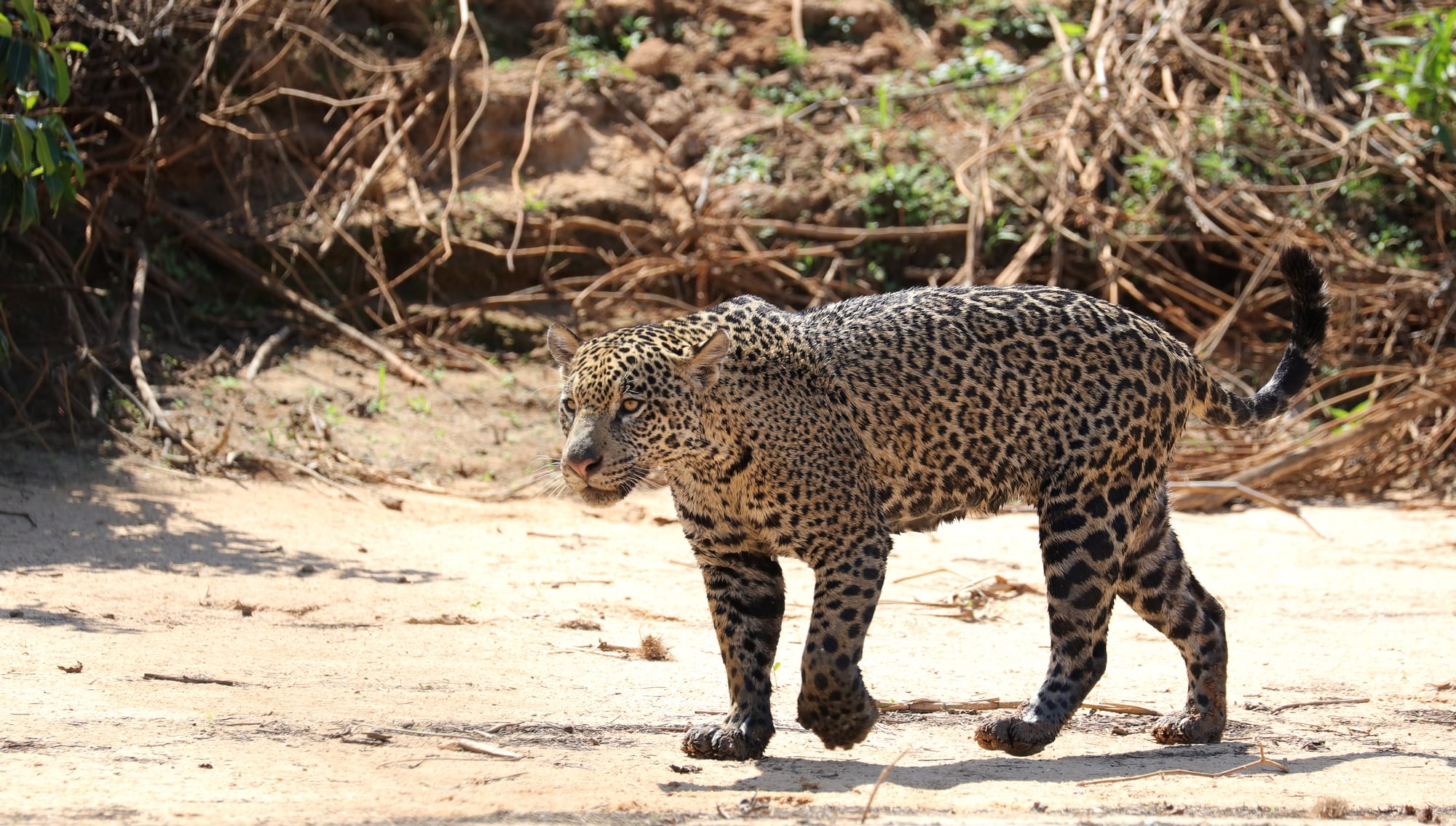 Female Jaguar - Parque Estadual Encontro das Águas - Pantanal - Mato Grosso