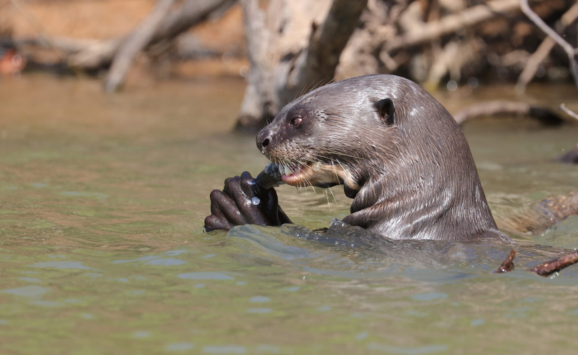 Giant Otter - Parque Estadual Encontro das Águas - Pantanal - Mato Grosso