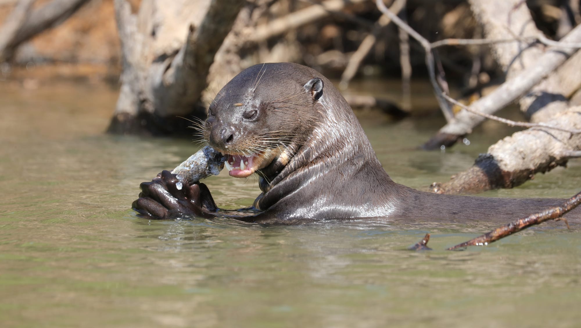 Giant River Otter - Parque Estadual Encontro das Águas - Pantanal - Mato Grosso