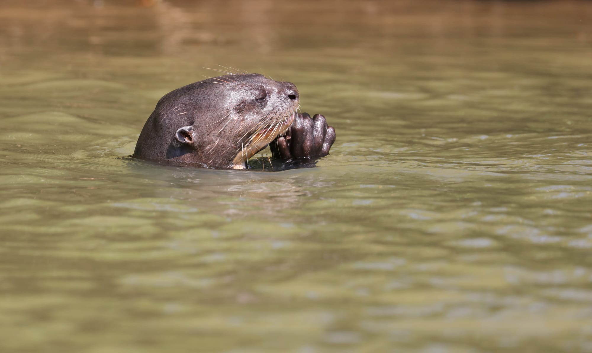 Giant River Otter - Parque Estadual Encontro das Águas - Pantanal - Mato Grosso
