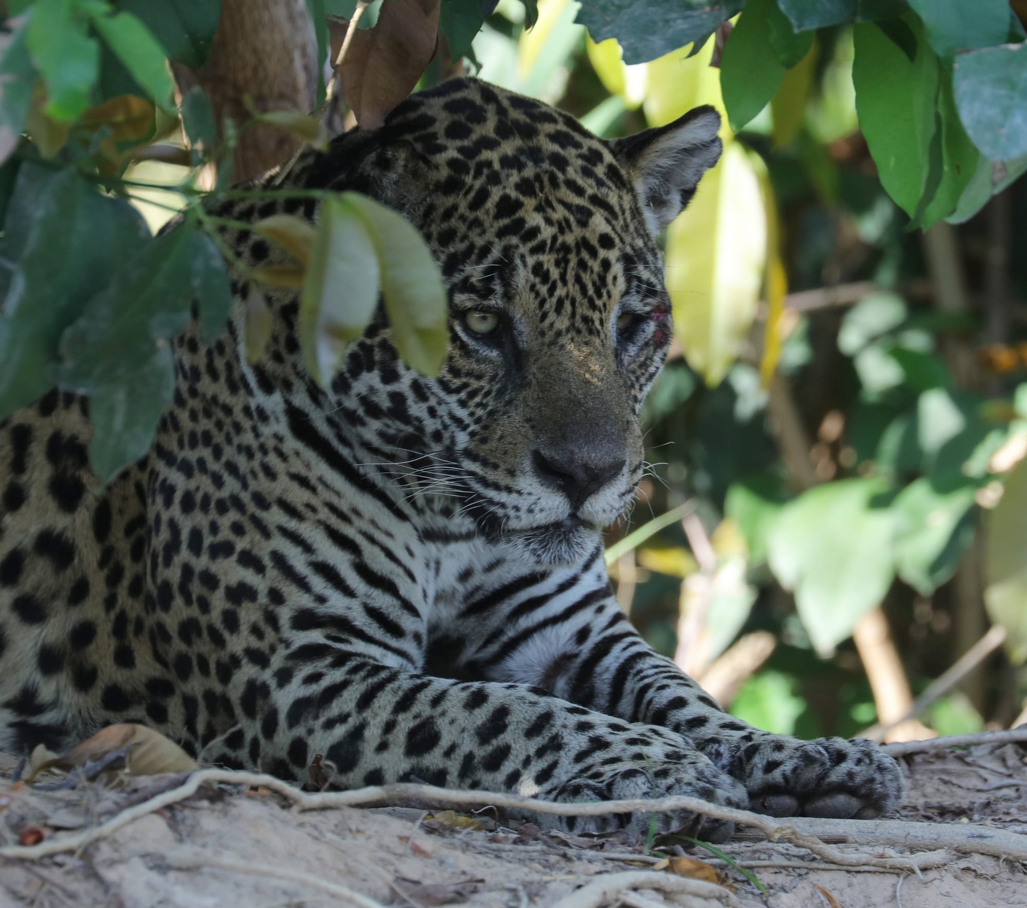 Jaguar - Rio São Lourenço - Parque Estadual Encontro das Águas - Pantanal - Mato Grosso