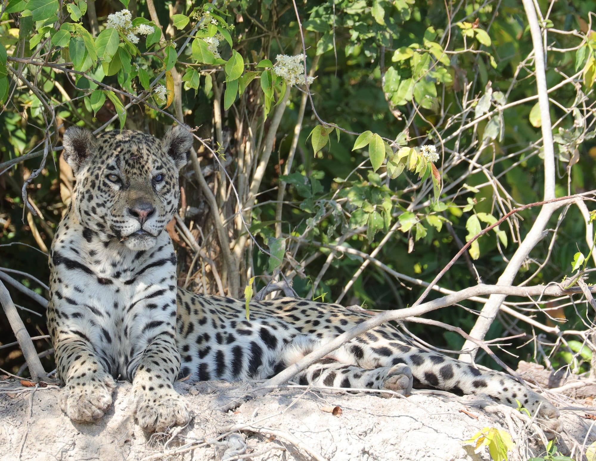 Jaguar - Rio São Lourenço - Parque Estadual Encontro das Águas - Pantanal - Mato Grosso