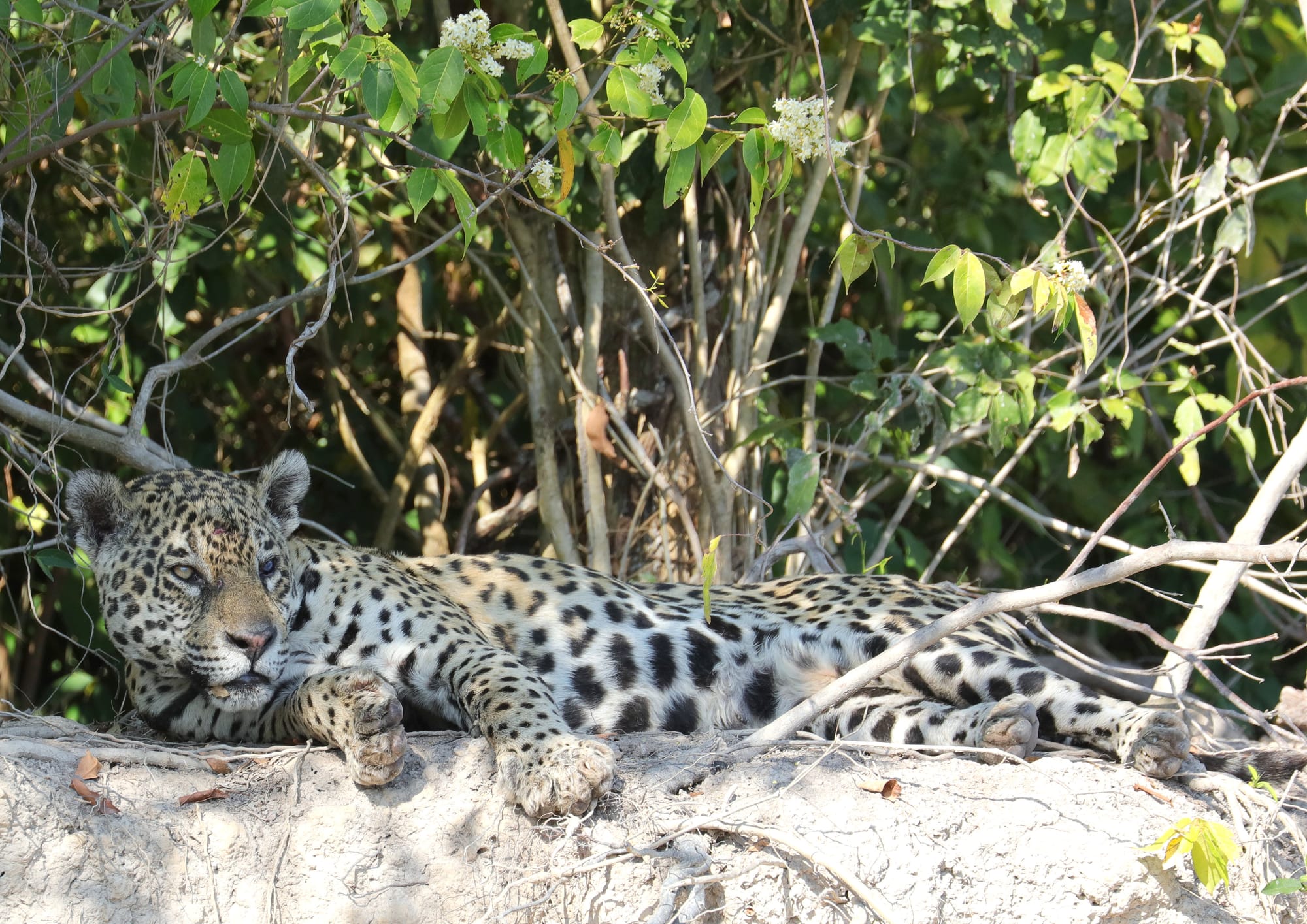Jaguar - Rio São Lourenço - Parque Estadual Encontro das Águas - Pantanal - Mato Grosso