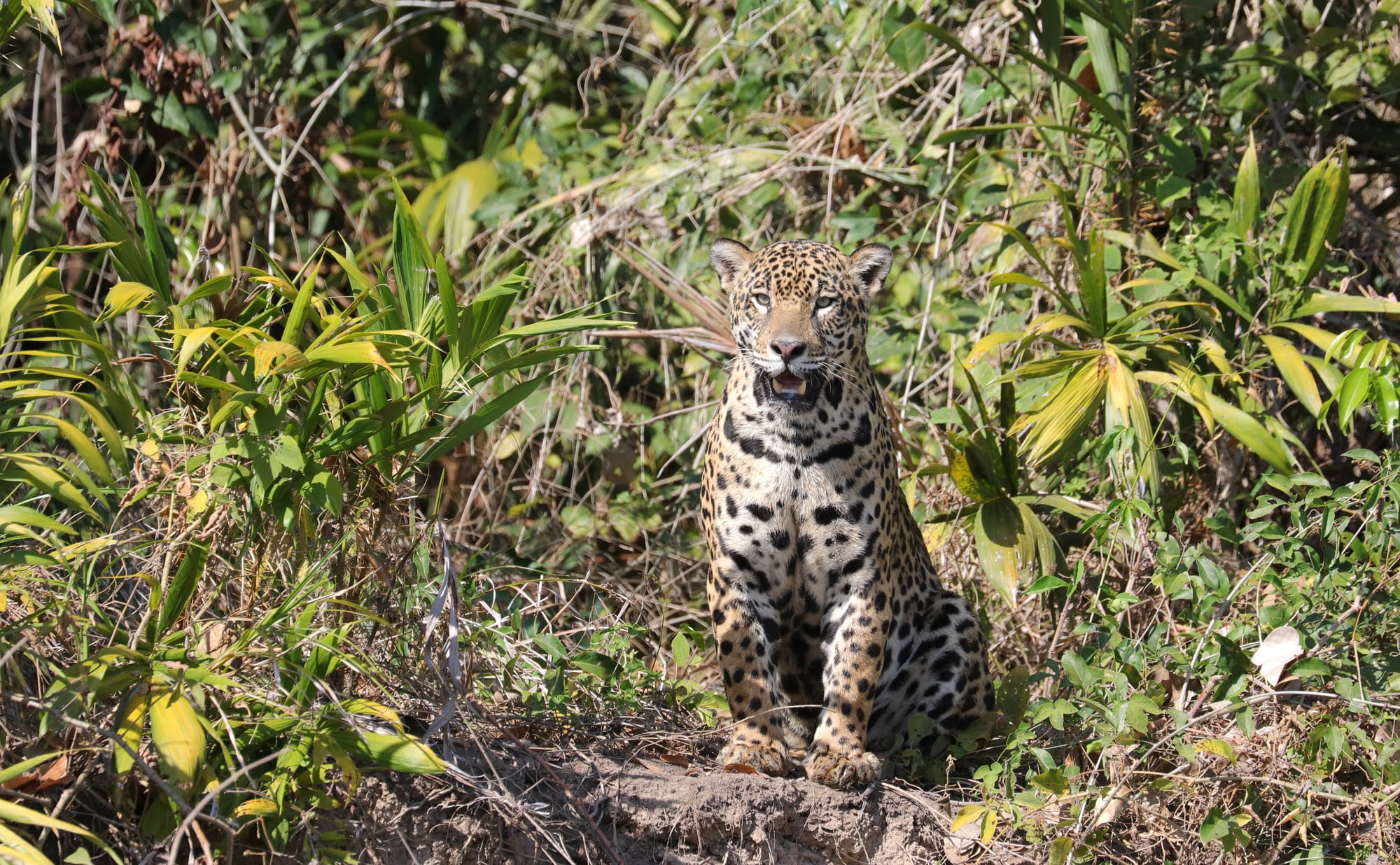 Female Jaguar - Parque Estadual Encontro das Águas - Pantanal - Mato Grosso