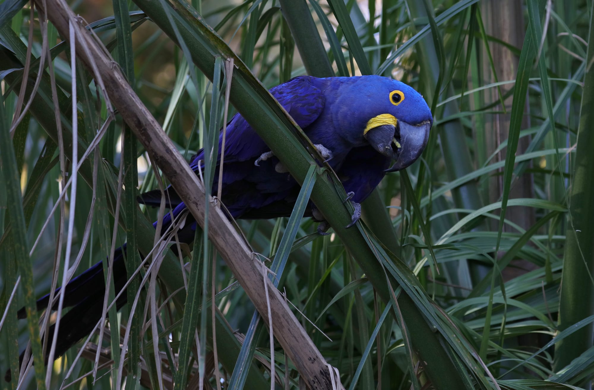 Hyacinth Macaw - Pantanal - Mato Grosso