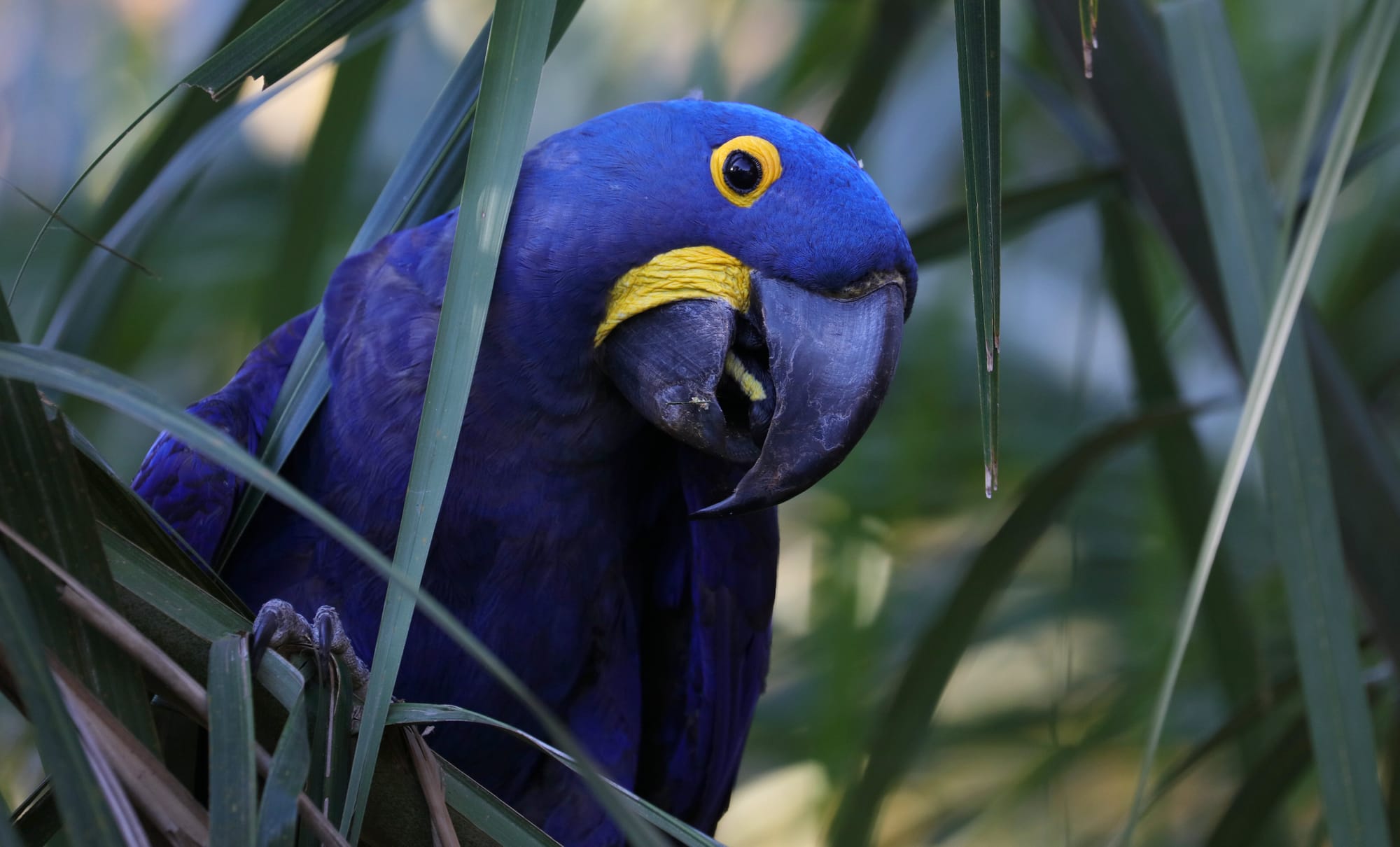 Hyacinth Macaw - Pantanal - Mato Grosso