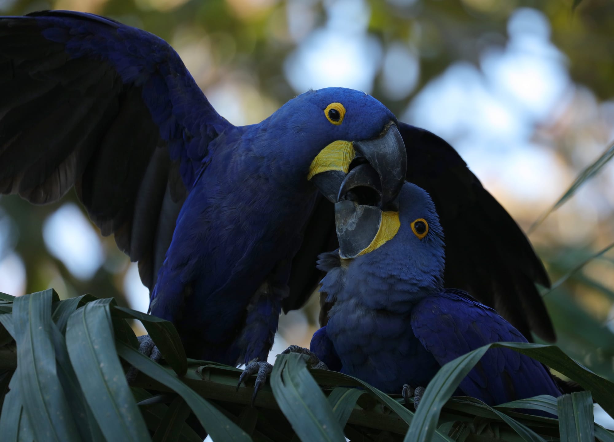 Hyacinth Macaw - Pantanal - Mato Grosso