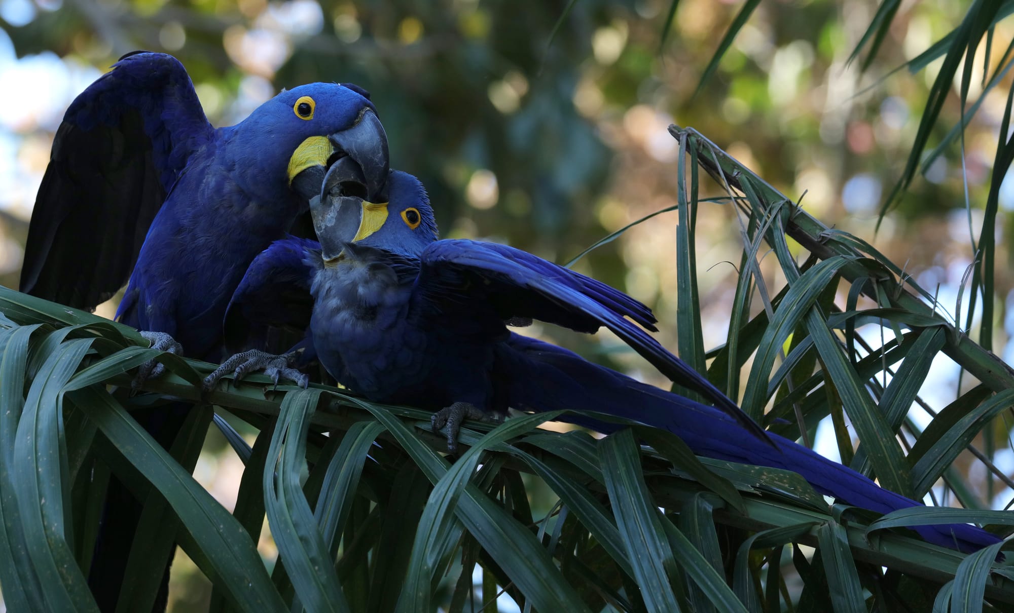 Hyacinth Macaw - Pantanal - Mato Grosso