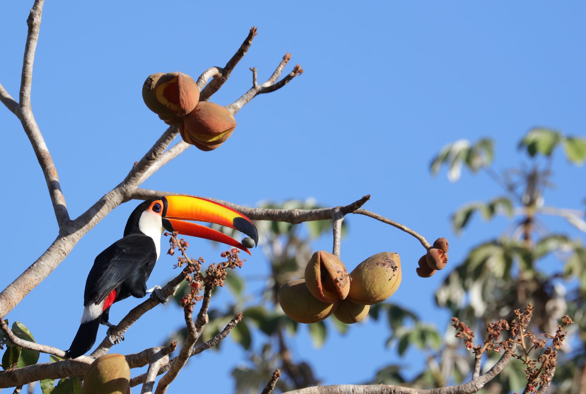 Toco Toucan - Pantanal - Mato Grosso