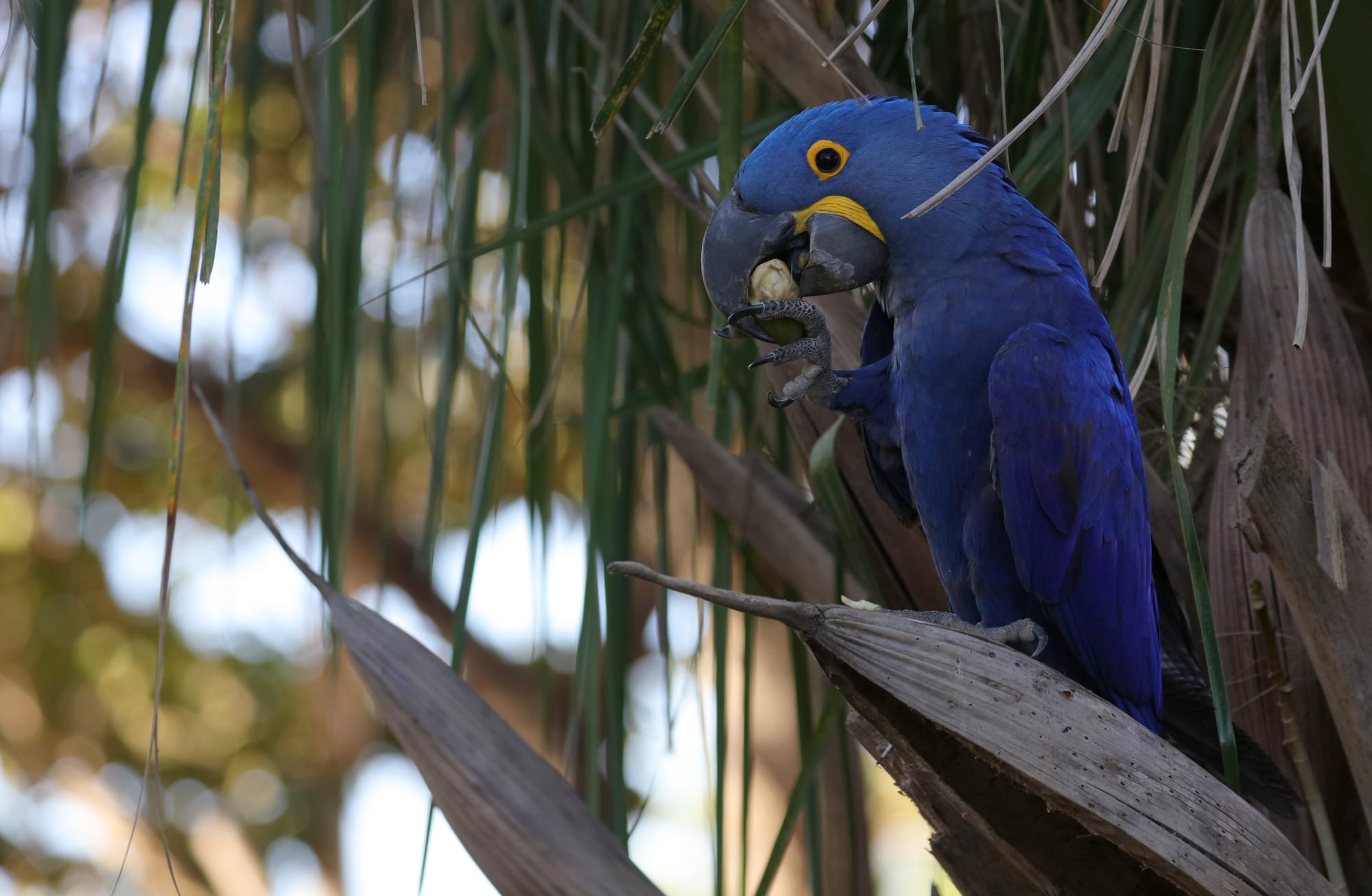 Hyacinth Macaw - Pantanal - Mato Grosso