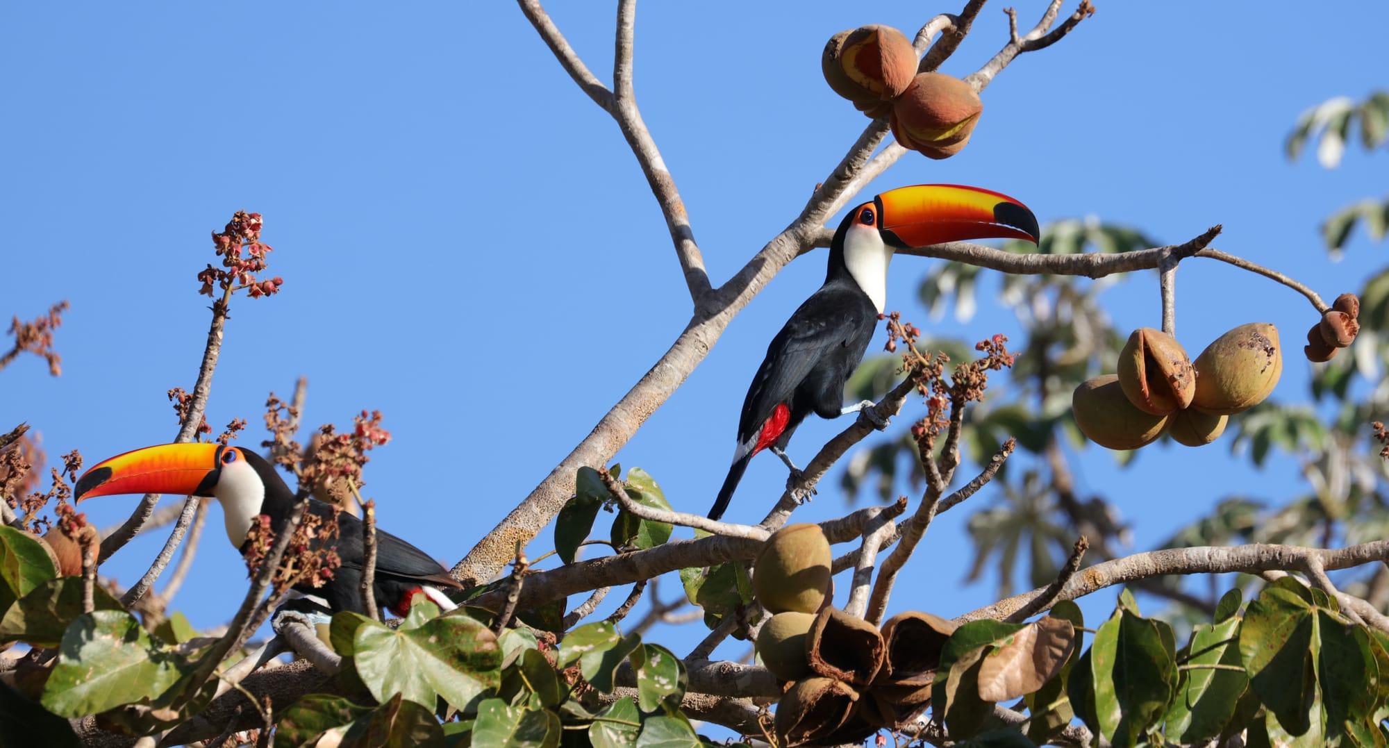 Toco Toucan - Pantanal - Mato Grosso