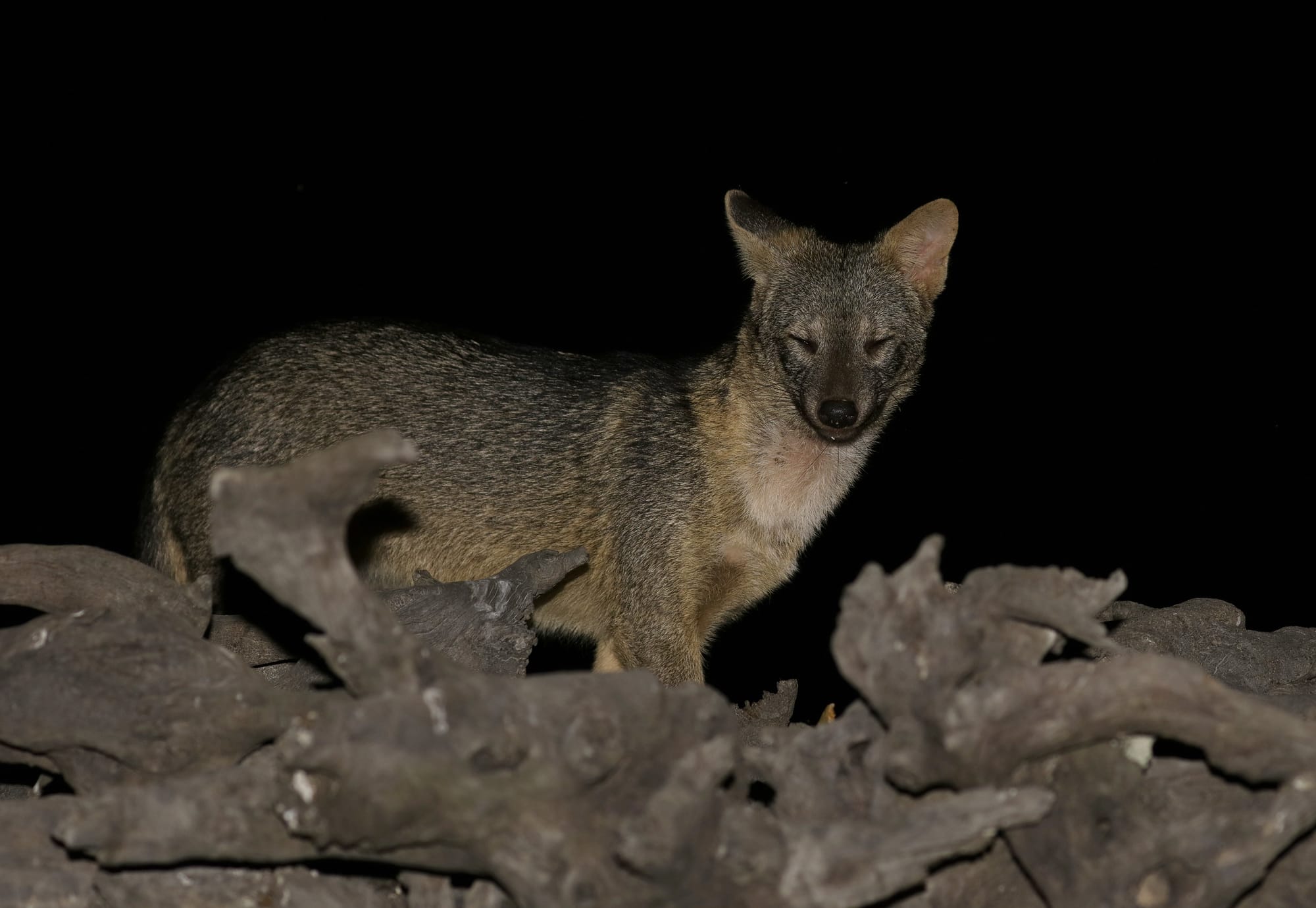 Crab-Eating Fox - Pantanal - Mato Grosso