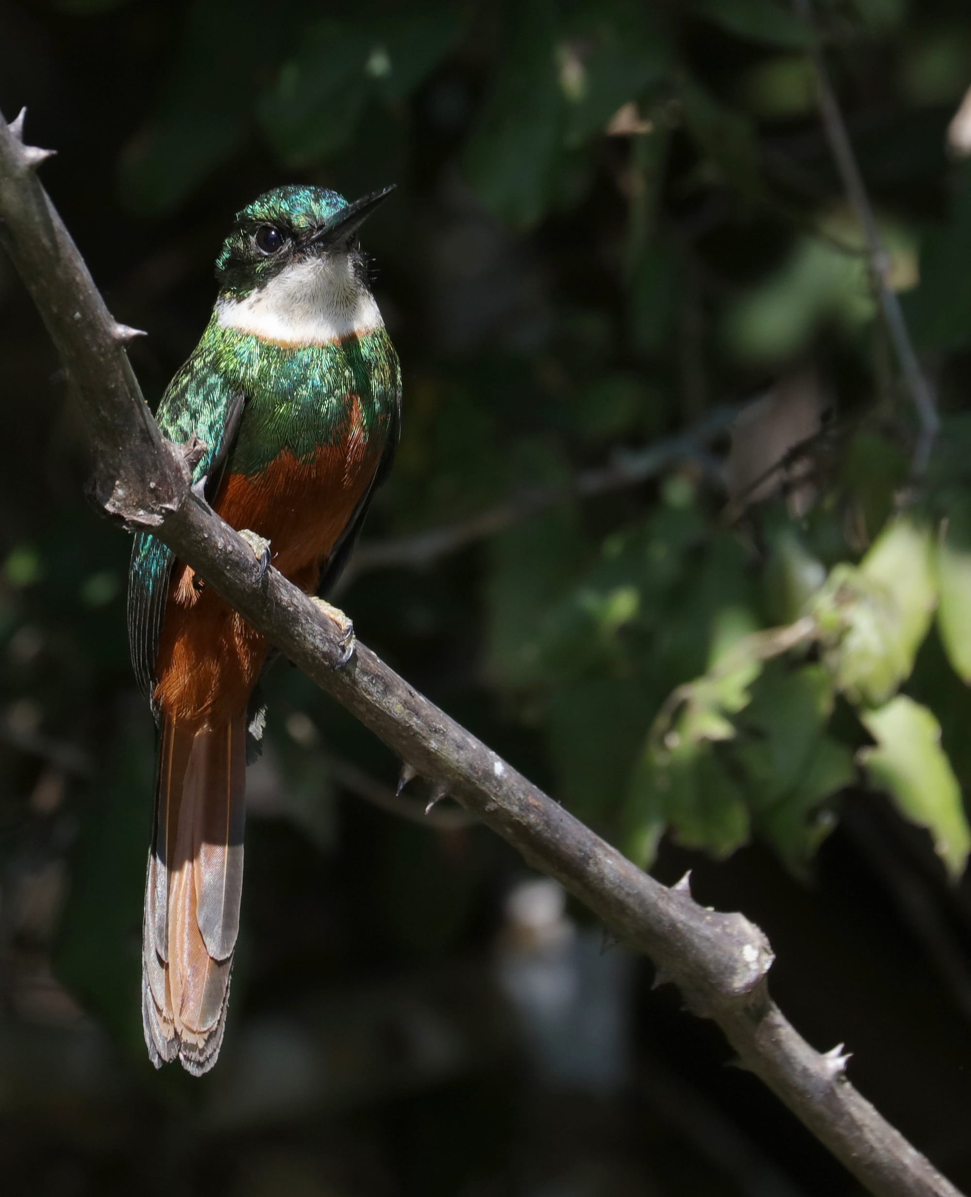 Rufous-Tailed Jacamar - Pantanal - Mato Grosso