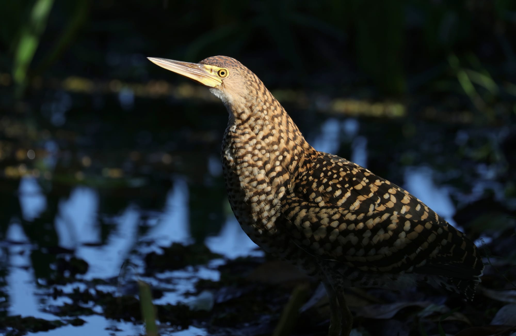 Juvenile Rufescent Tiger Heron - Pantanal - Mato Grosso