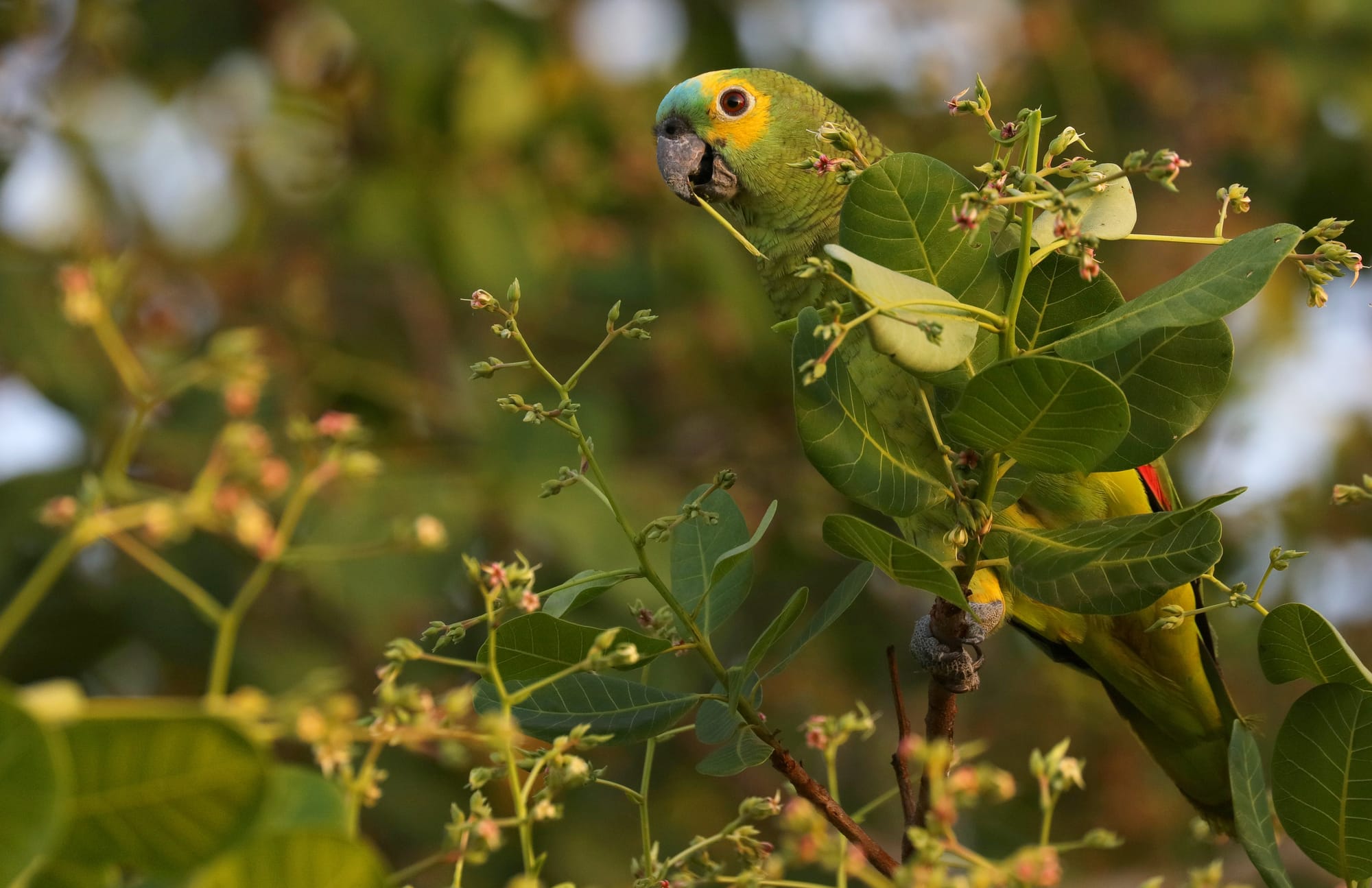 Blue-Fronted Amazon - Pantanal - Mato Grosso