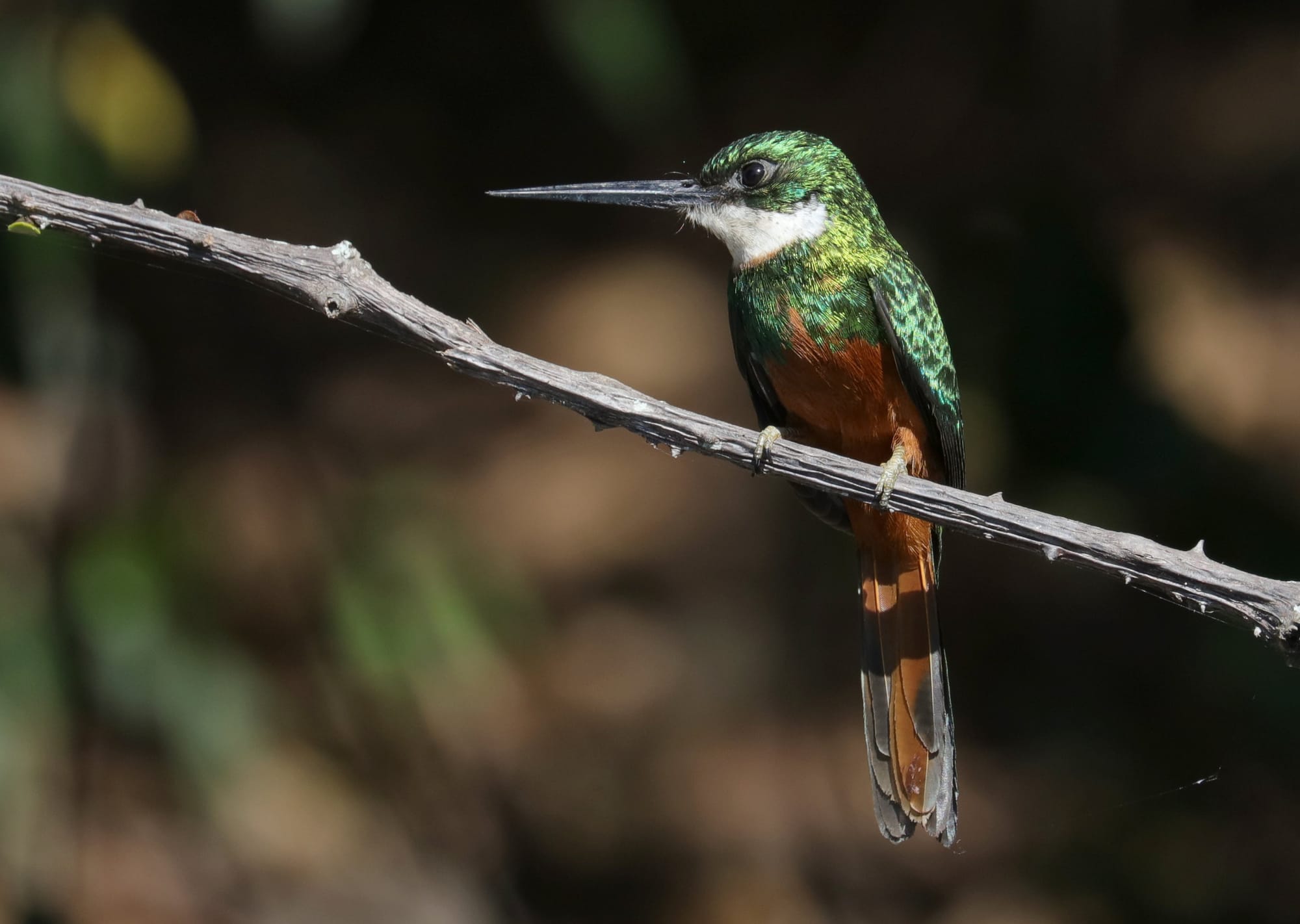 Rufous-Tailed Jacamar - Pantanal - Mato Grosso