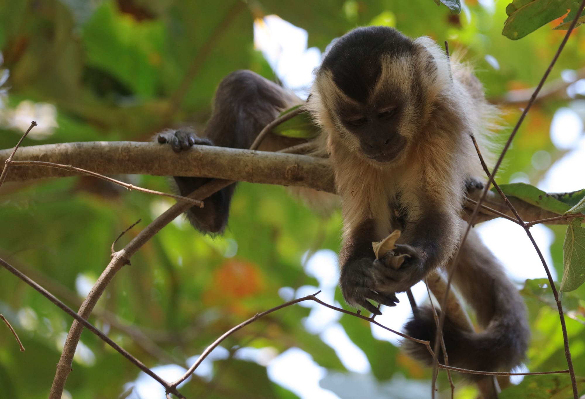 Hooded Capuchin - Pantanal - Mato Grosso