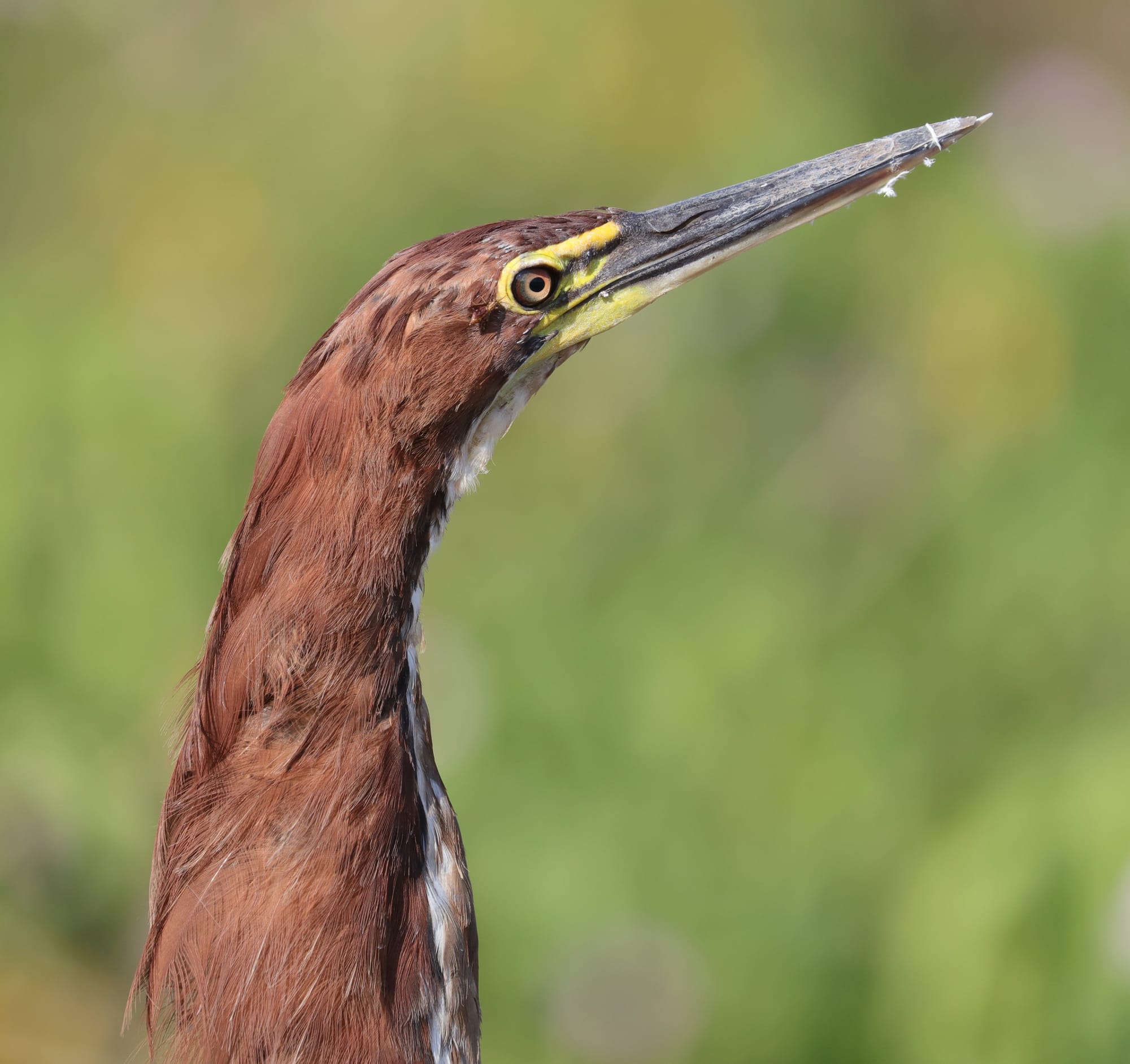 Rufescent Tiger Heron - Pantanal - Mato Grosso