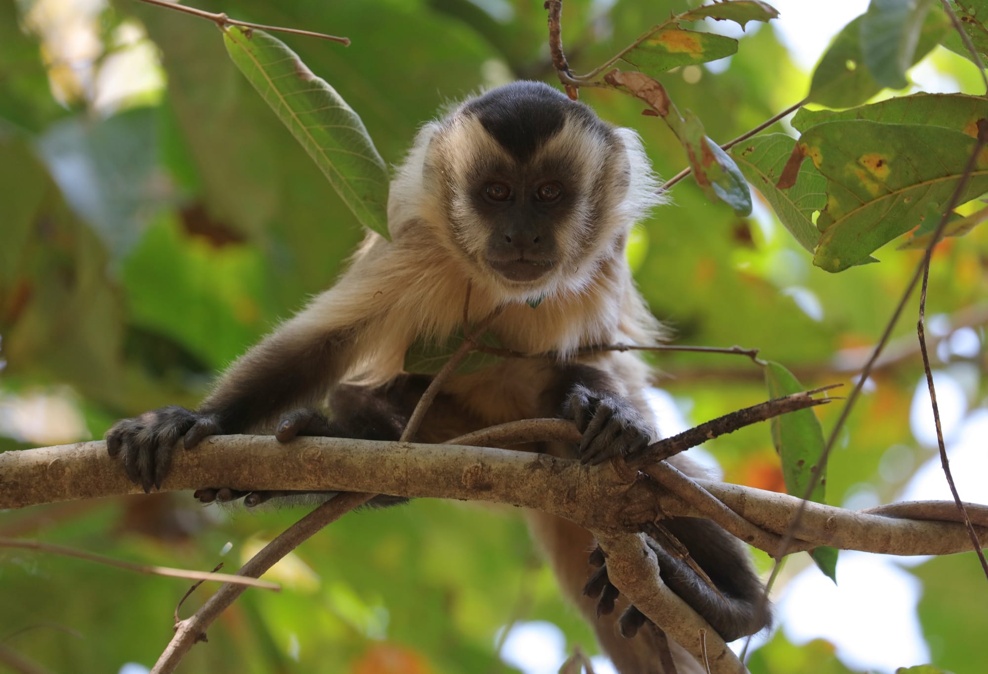 Hooded Capuchin - Pantanal - Mato Grosso