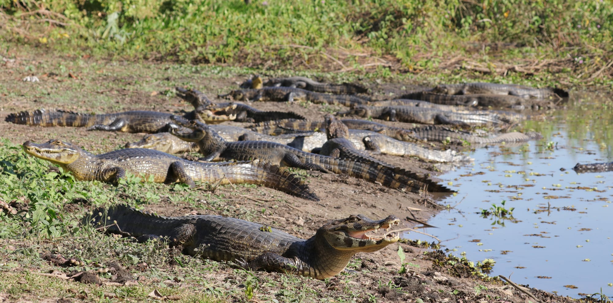 Yacare Caiman - Pantanal - Mato Grosso
