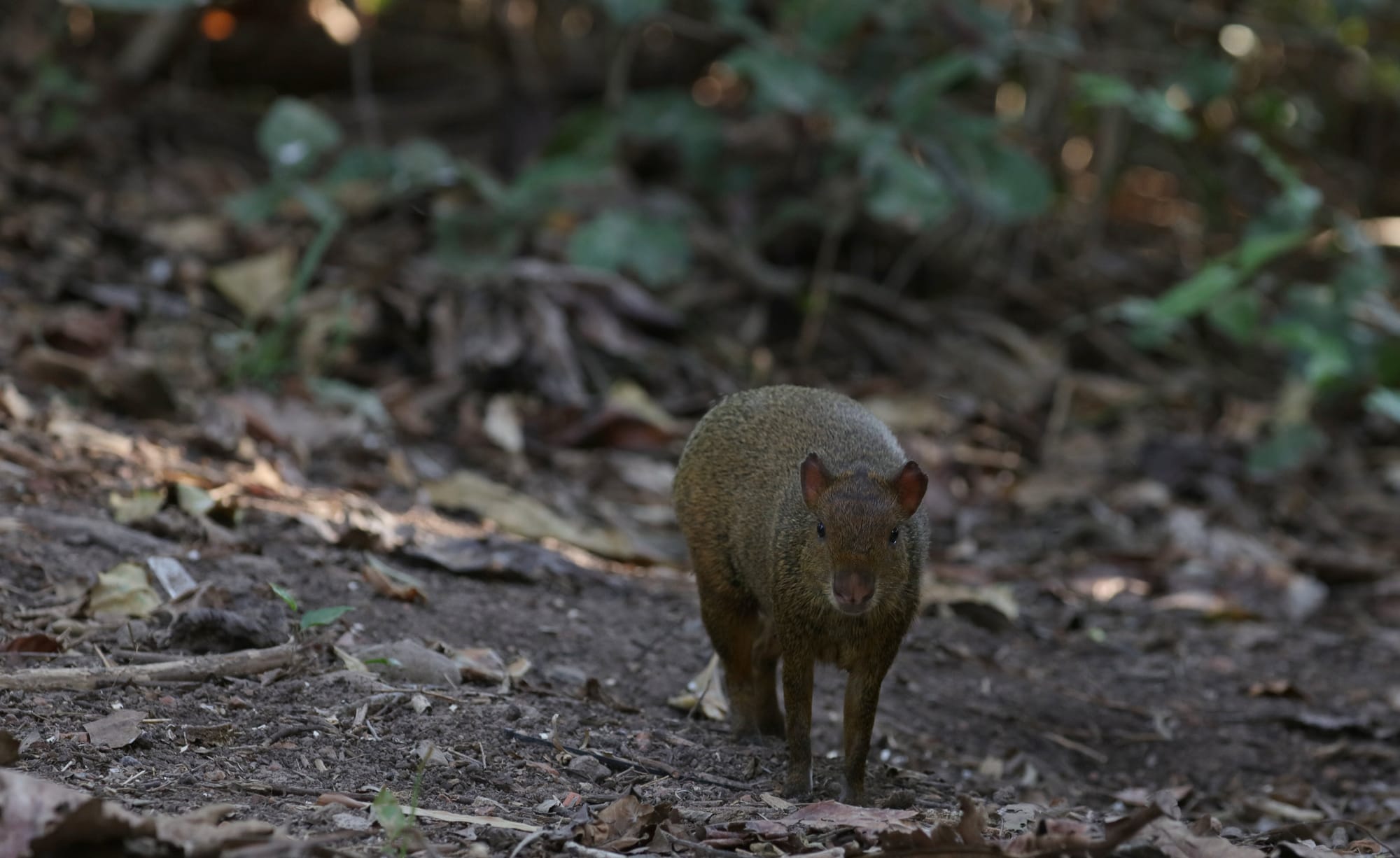 Azara's Agouti - Pantanal - Mato Grosso