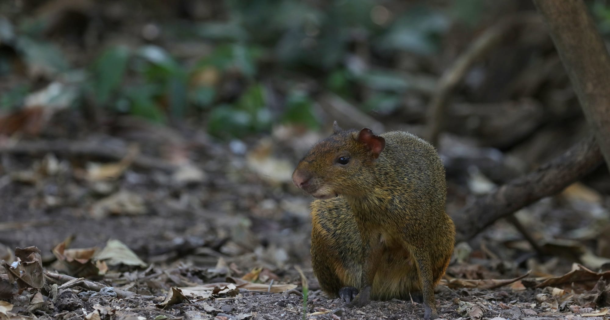 Azara's Agouti - Pantanal - Mato Grosso