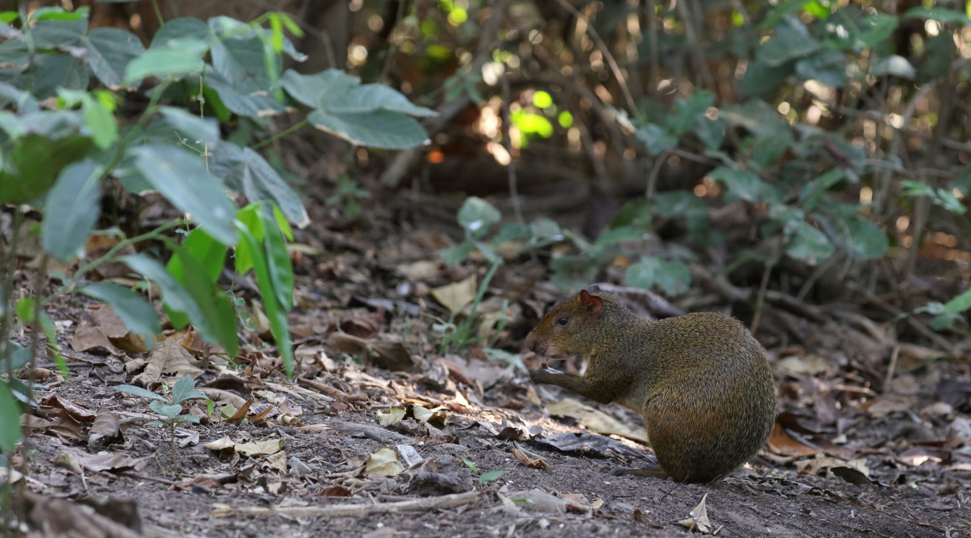 Azara's Agouti - Pantanal - Mato Grosso