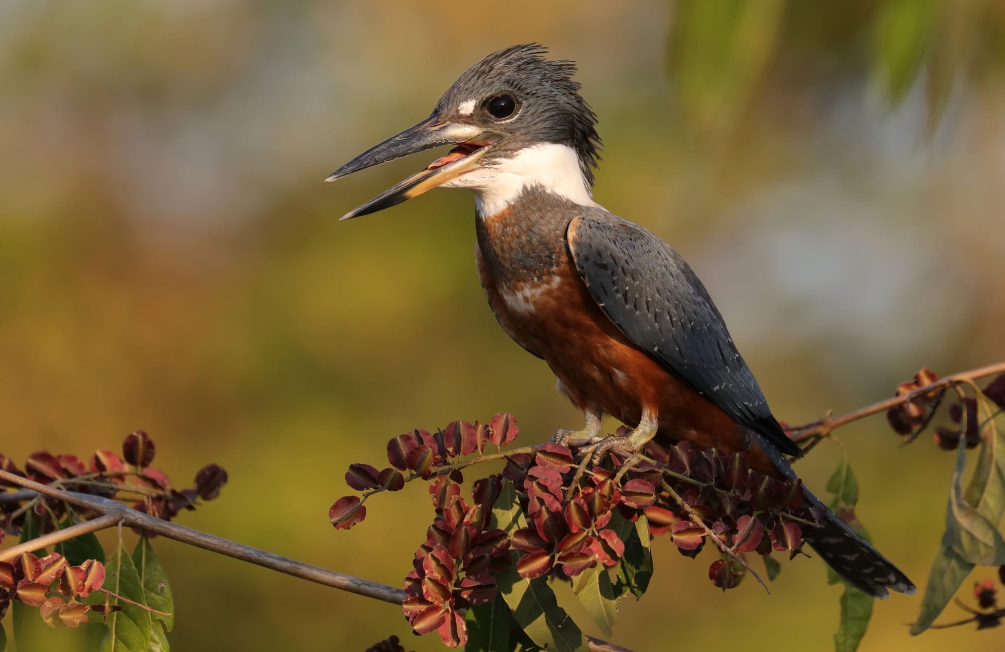 Ringed Kingfisher - Pantanal - Mato Grosso