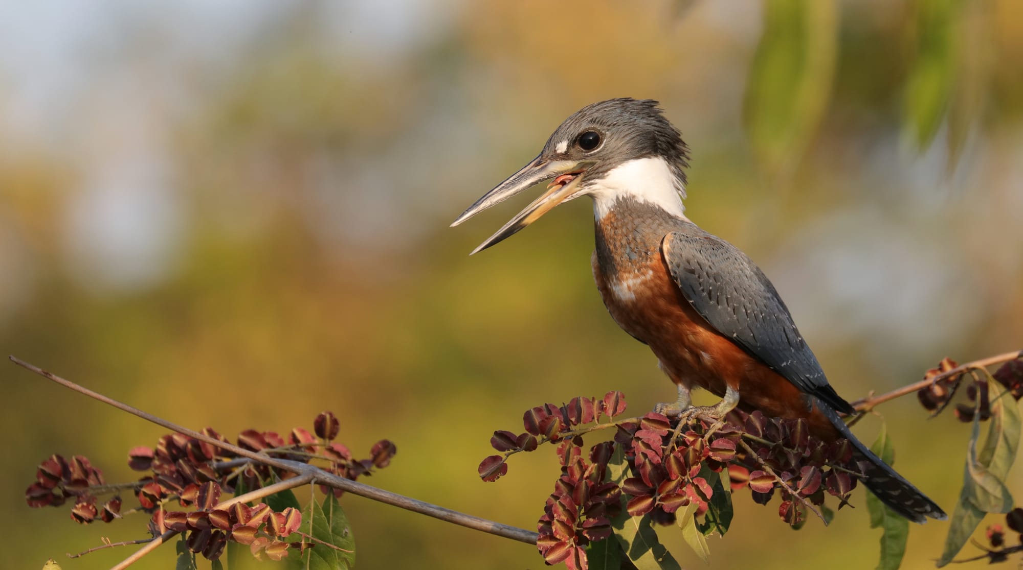 Ringed Kingfisher - Pantanal - Mato Grosso