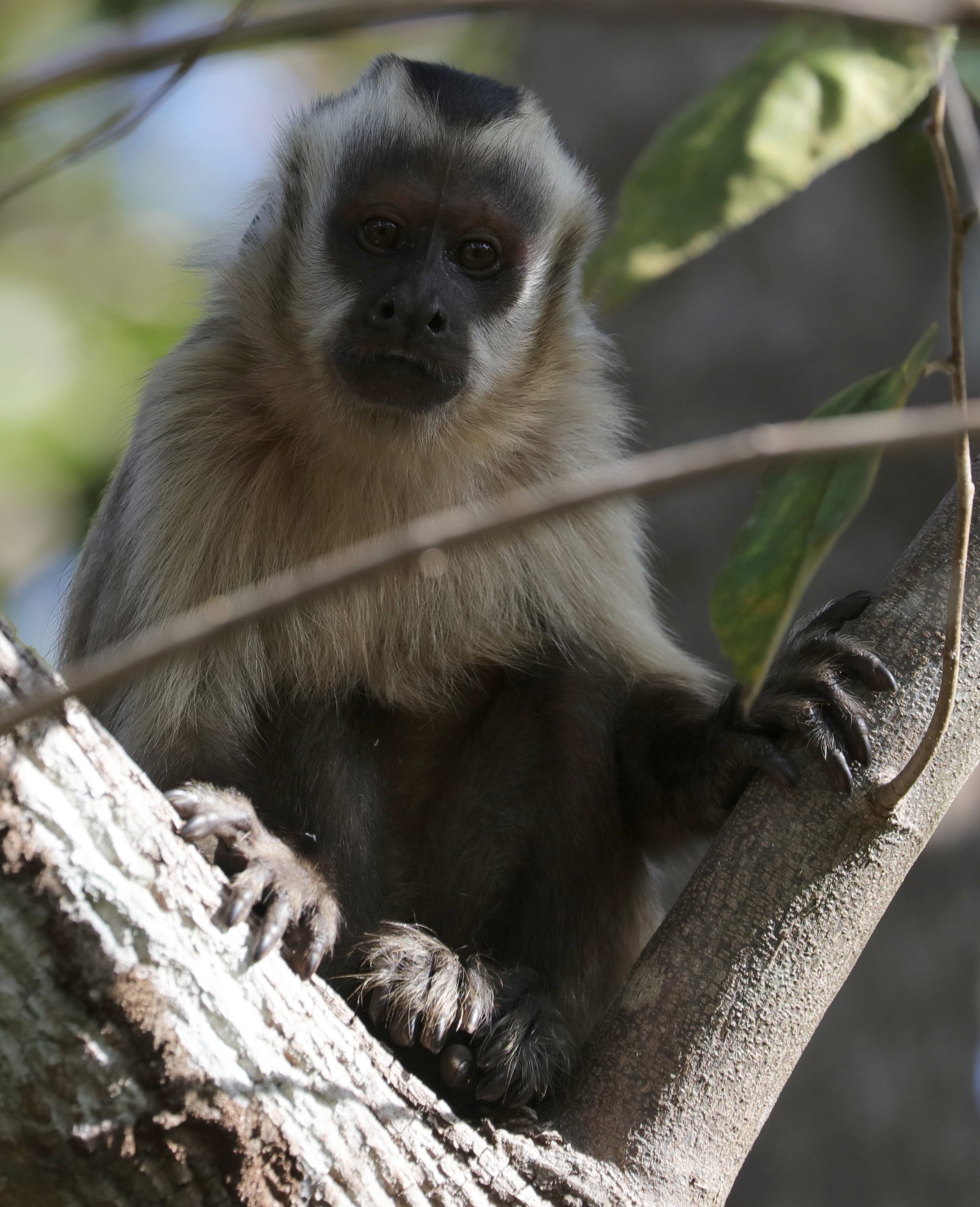 Hooded Capuchin - Pantanal - Mato Grosso