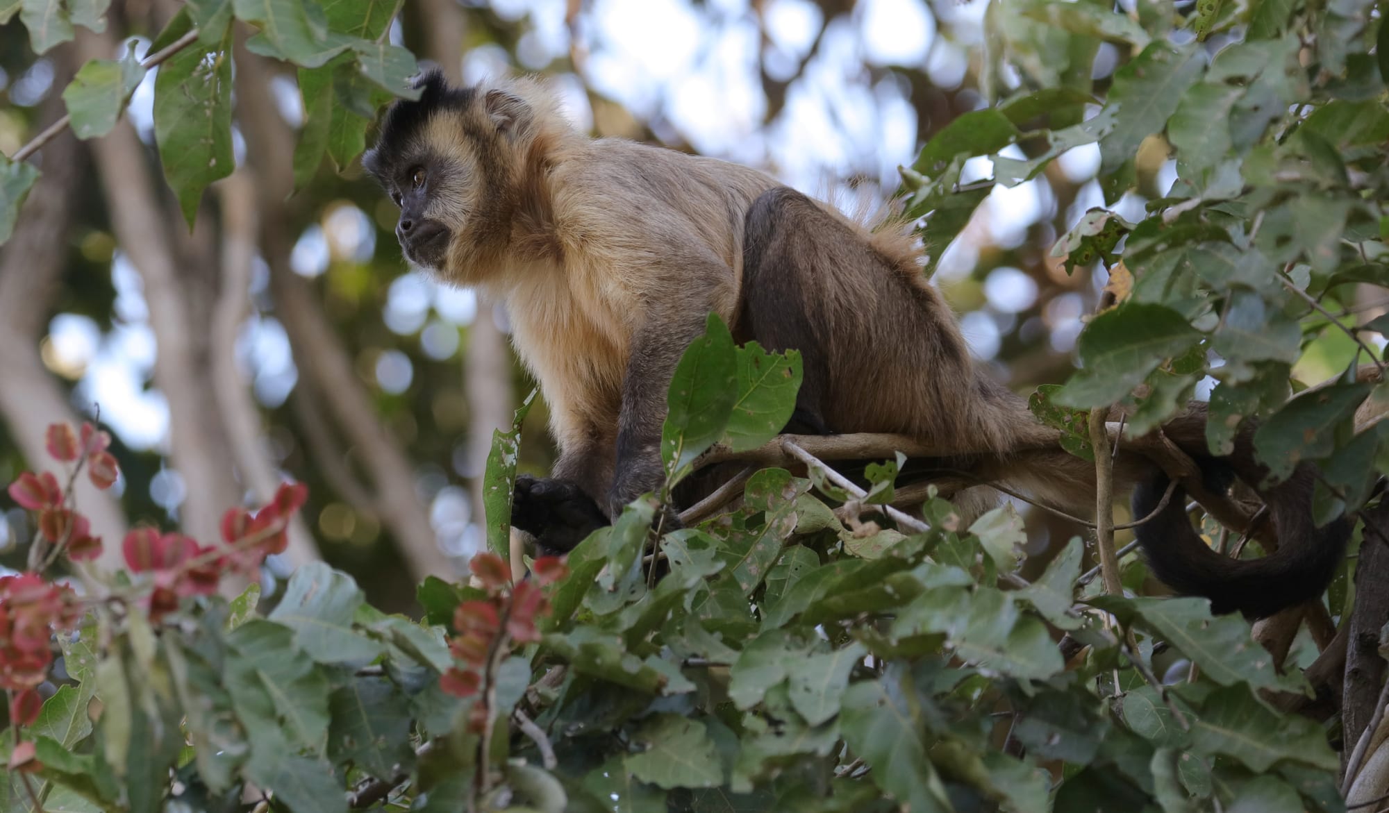 Hooded Capuchin - Pantanal - Mato Grosso