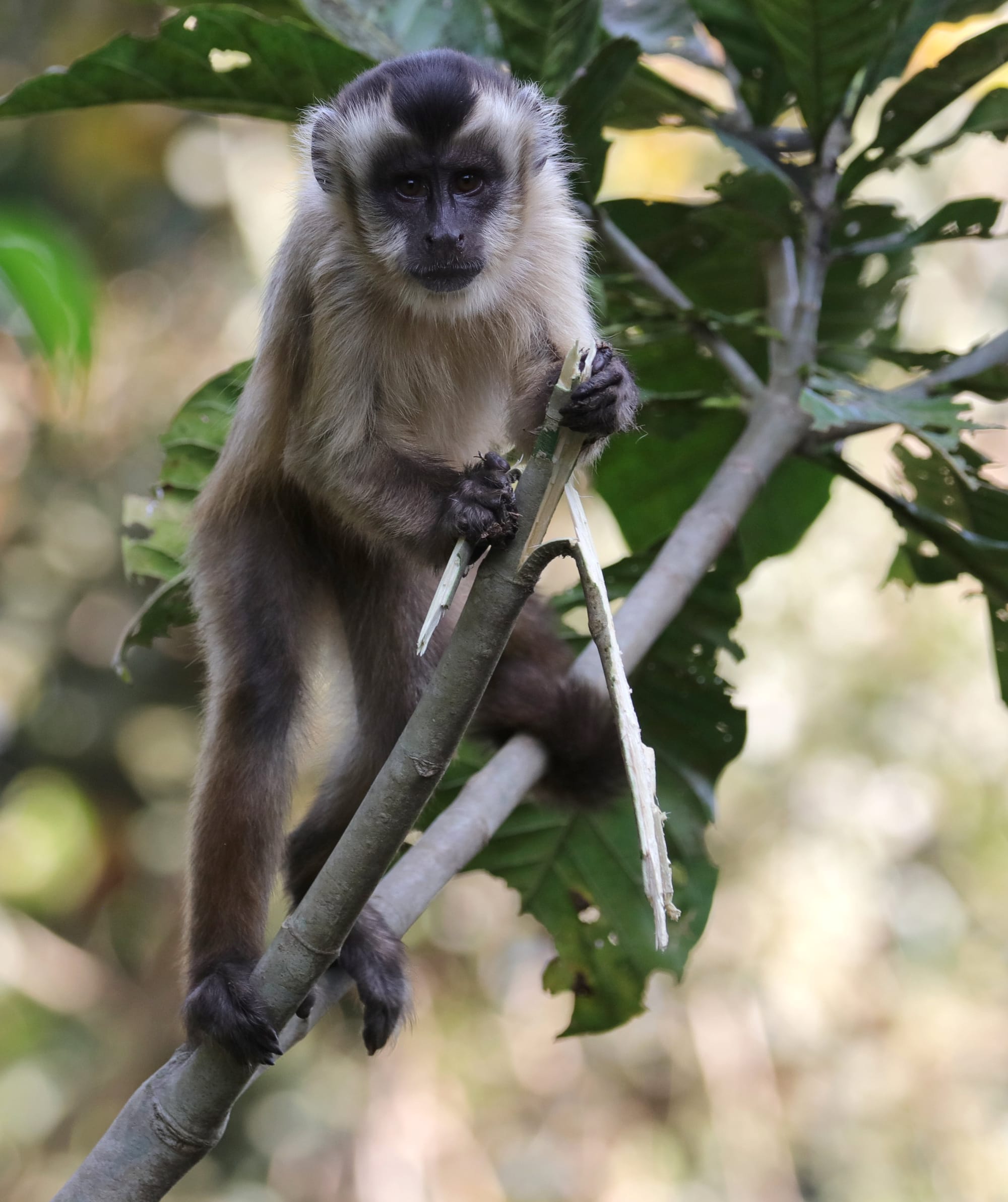 Hooded Capuchin - Pantanal - Mato Grosso