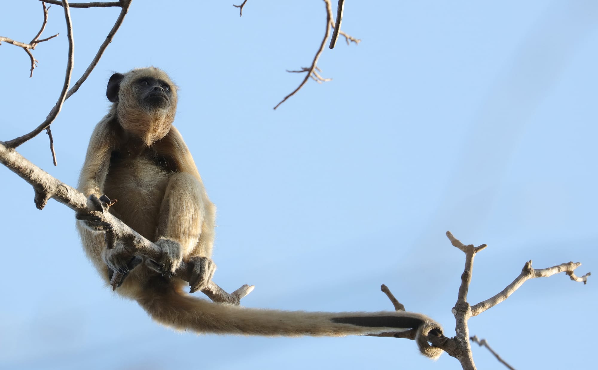 Female Black Howler - Pantanal - Mato Grosso