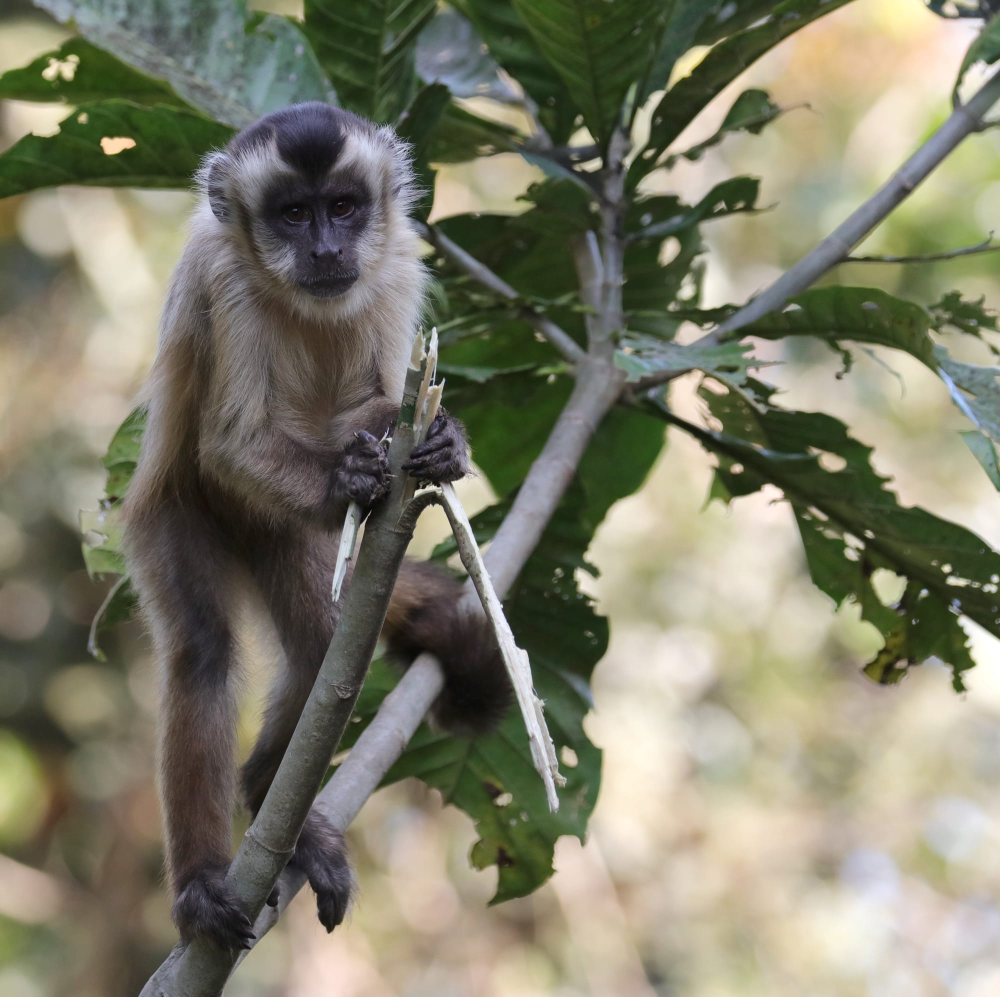 Hooded Capuchin - Pantanal - Mato Grosso