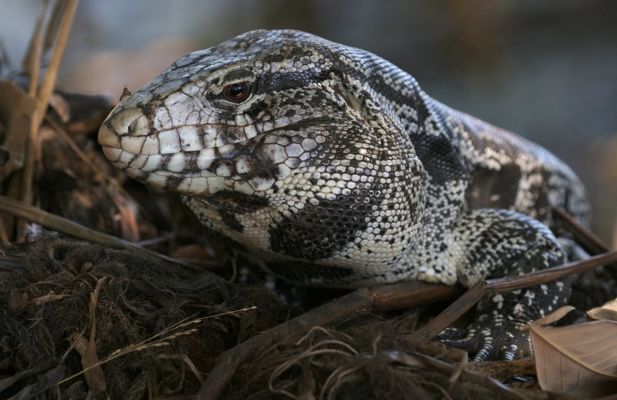 Argentine Black and White Tegu - Pantanal - Mato Grosso
