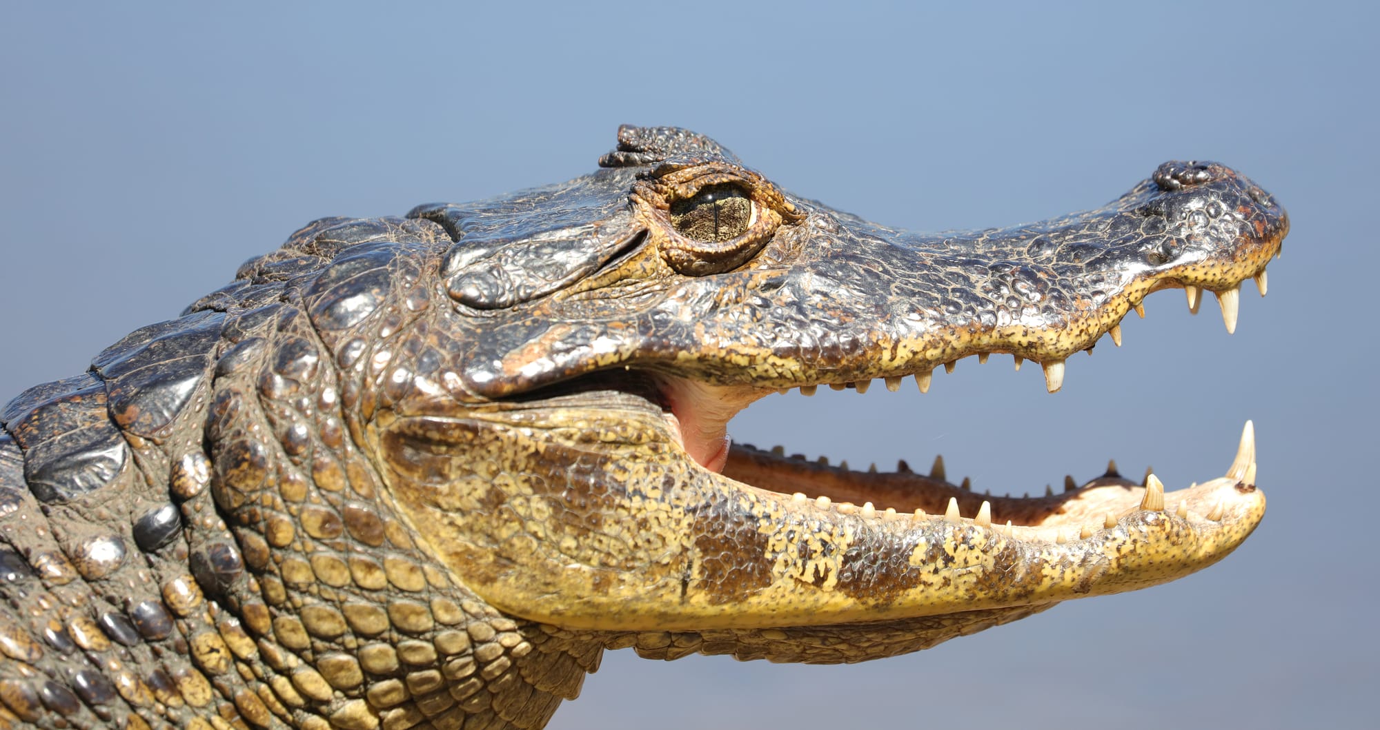 Yacare Caiman - Pantanal - Mato Grosso