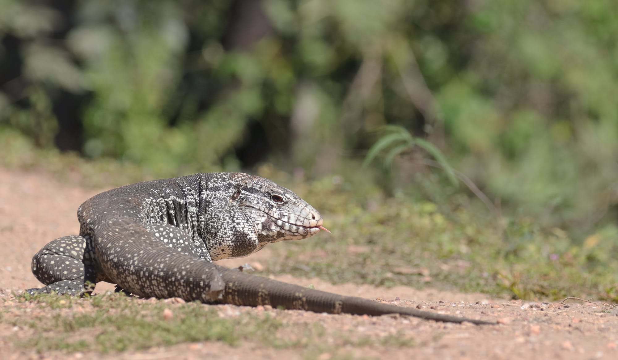 Argentine Black and White Tegu - Pantanal - Mato Grosso